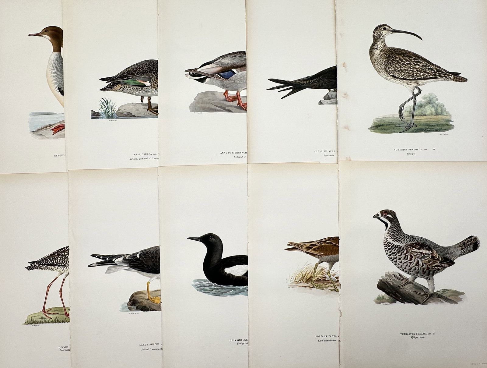 Magnus von Wright – Set of 10: Ornithological Illustrations of European Waders and Waterfowl: This set of 10 hand-colored lithographs includes detailed illustrations of various European waders and waterfowl, such as the Curlew and Merganser. Magnus von Wright was a Finnish painter and ornithol