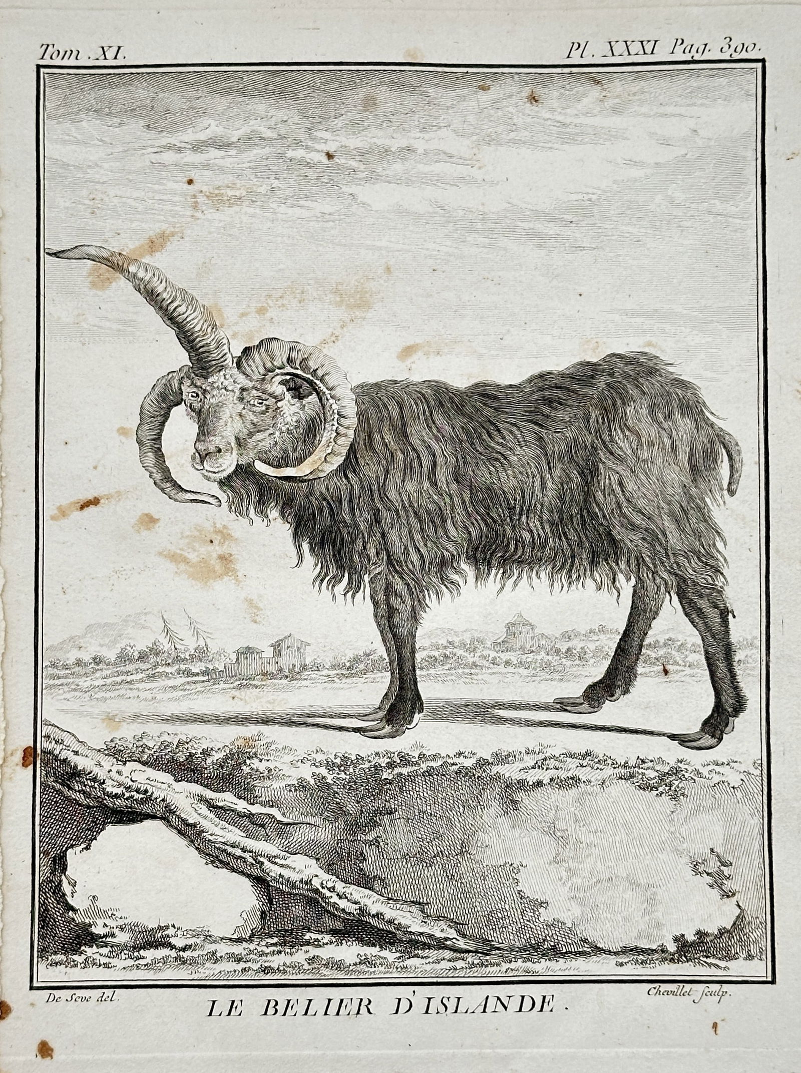 Georges-Louis Leclerc, Comte de Buffon (1707–1788) – The Iceland Ram (Le Bélier d’Islande): This engraving depicts the Iceland Ram (Le Bélier d’Islande), a breed characterized by its thick, shaggy fleece and impressive, curving multiple horns, standing in a barren, open landscape. The ima