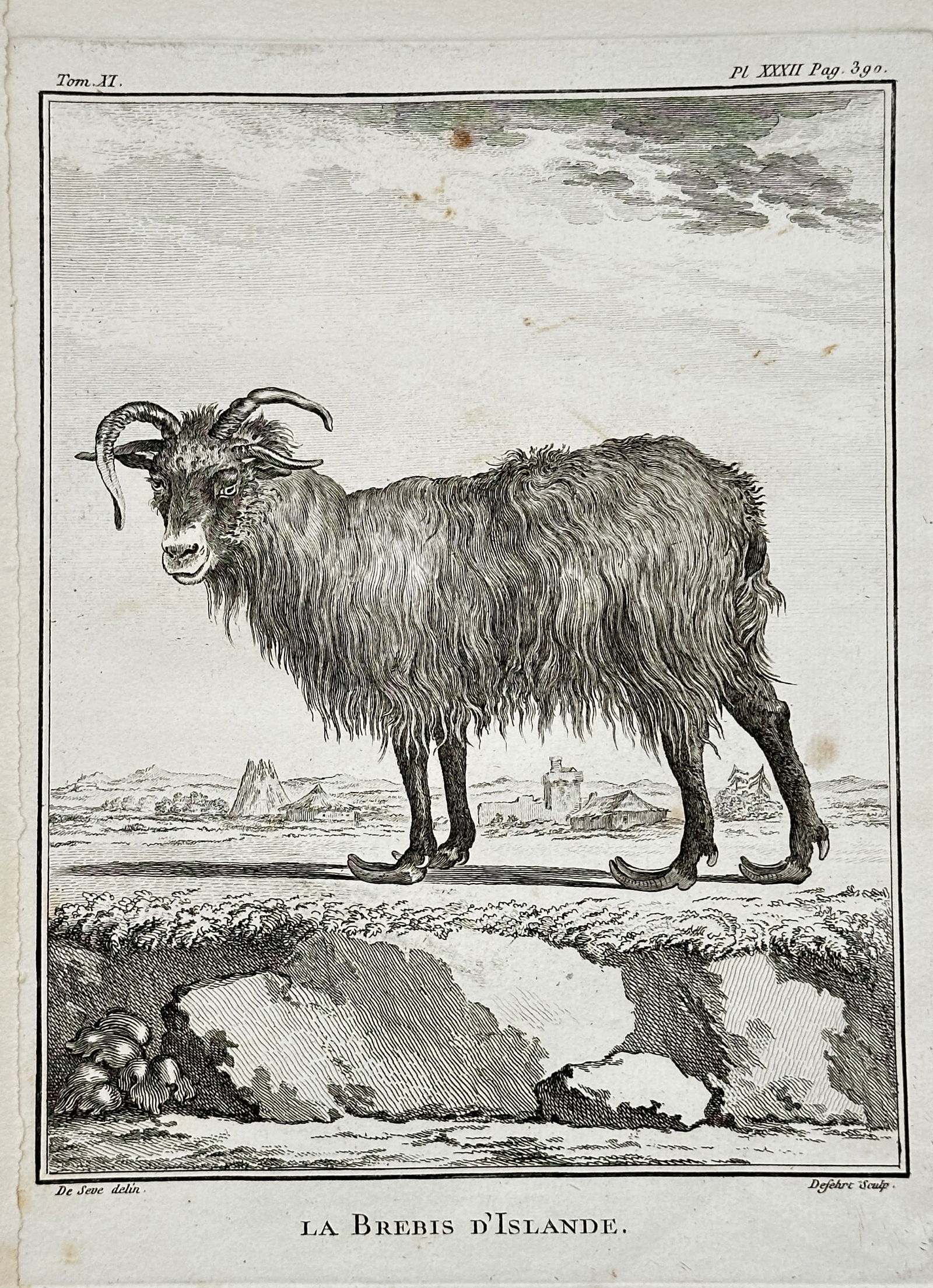 Georges-Louis Leclerc, Comte de Buffon (1707–1788) – The Iceland Sheep (La Brebis d’Islande): This engraving depicts the Iceland Sheep (La Brebis d’Islande), a breed known for its thick, shaggy fleece and distinctive, often multiple, horns, standing in a barren, open landscape. The image is