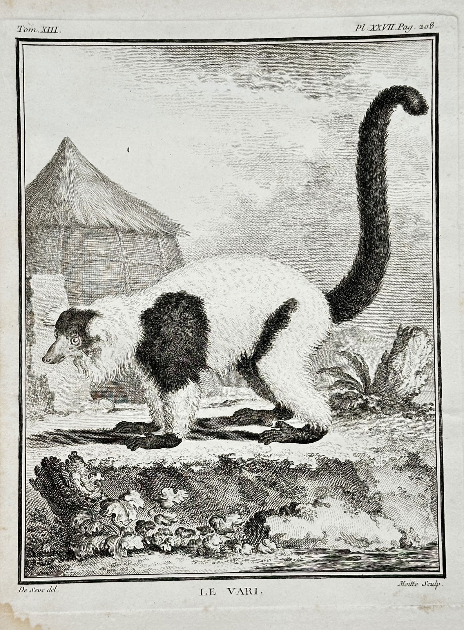 Georges-Louis Leclerc, Comte de Buffon (1707–1788) – The Varecia (Le Vari) – Engraving: This engraving depicts the Varecia (Le Vari), referring to the Black-and-White Ruffed Lemur (Varecia variegata), a primate native to Madagascar, shown standing in profile on a rocky mound. The lemur i