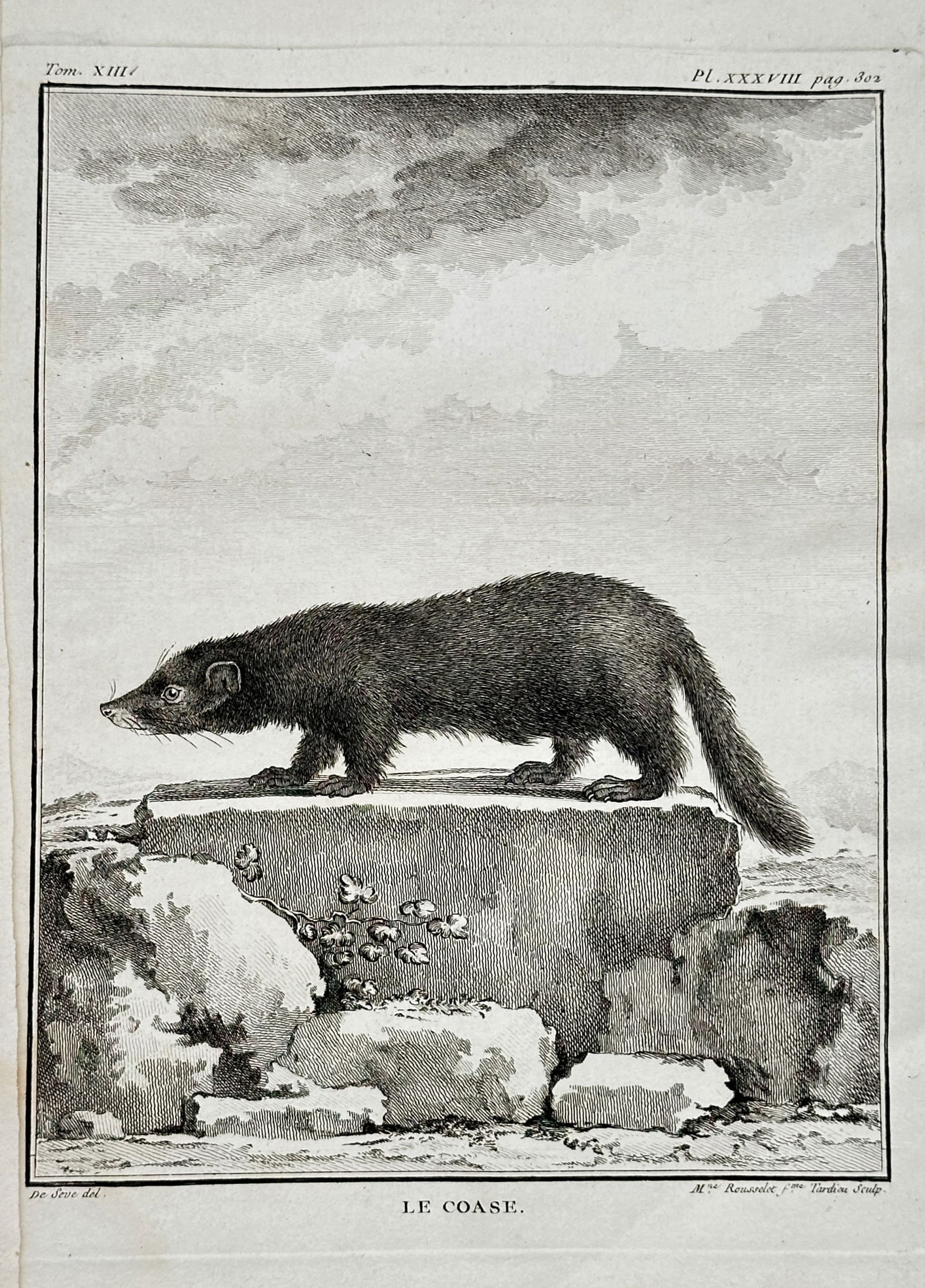 Georges-Louis Leclerc, Comte de Buffon (1707–1788) – The Coase (Le Coase) – Engraving: This engraving depicts the animal known as Le Coase, shown standing in profile on a large stone block in a rocky landscape beneath a heavily clouded sky. The animal resembles a small, dark-furred weas