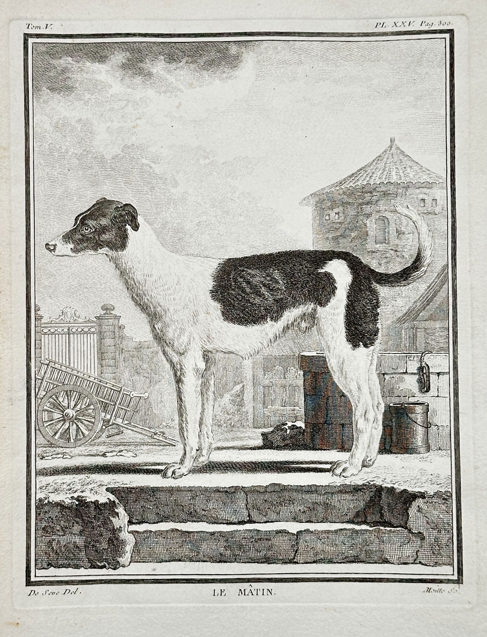 Georges-Louis Leclerc, Comte de Buffon (1707–1788) – The Mastiff/Watchdog (Le Mâtin): This engraving depicts Le Mâtin (The Mastiff or Watchdog), a powerful, alert-looking dog with distinctive black and white markings, standing in profile on a raised platform. The background is a detai