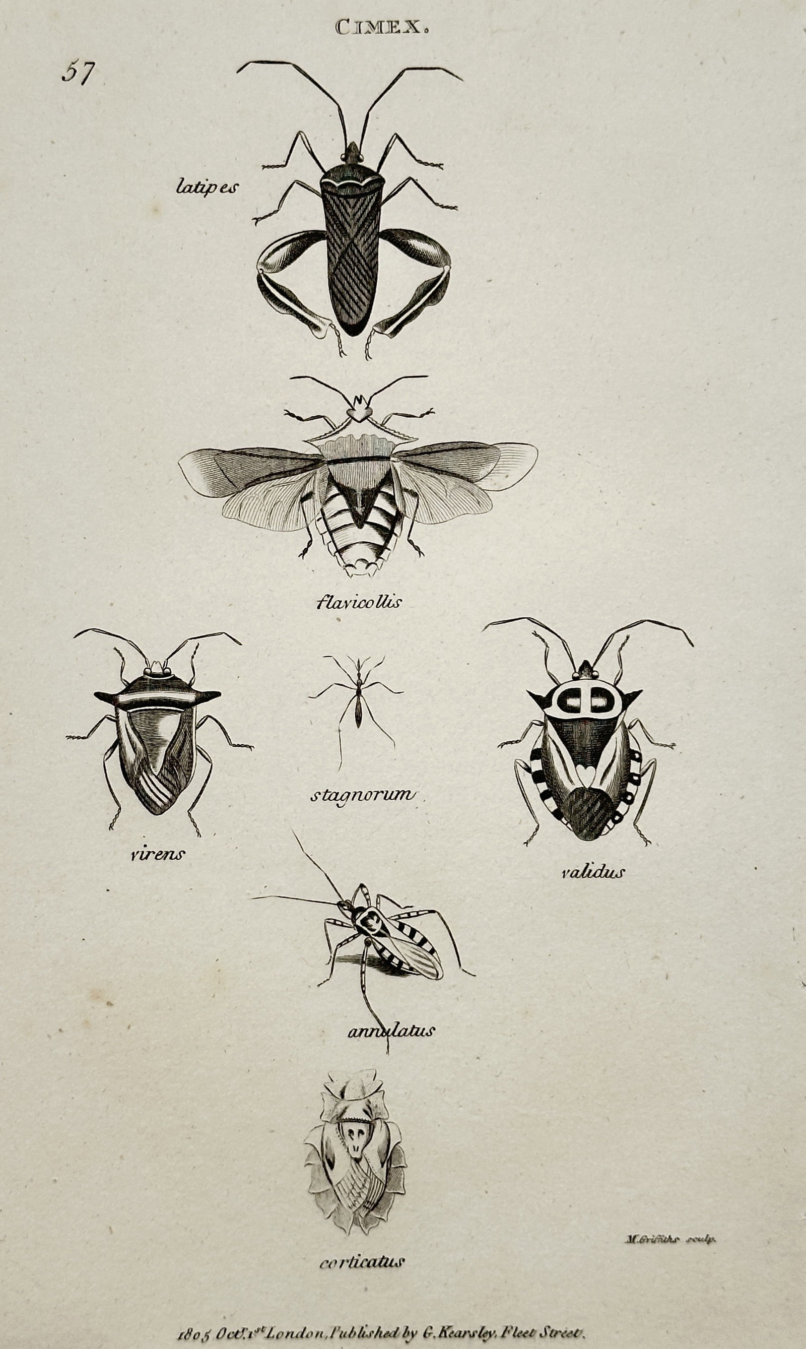 George Shaw (1751–1813) –Stigmaticus, Validus, Annulatus, and Corticatus – Engraving (1805): This engraving is a detailed entomological illustration depicting various species of Cimex (True Bugs). The print features several distinct species, including latipes, flavicollis, virens, stigmaticus