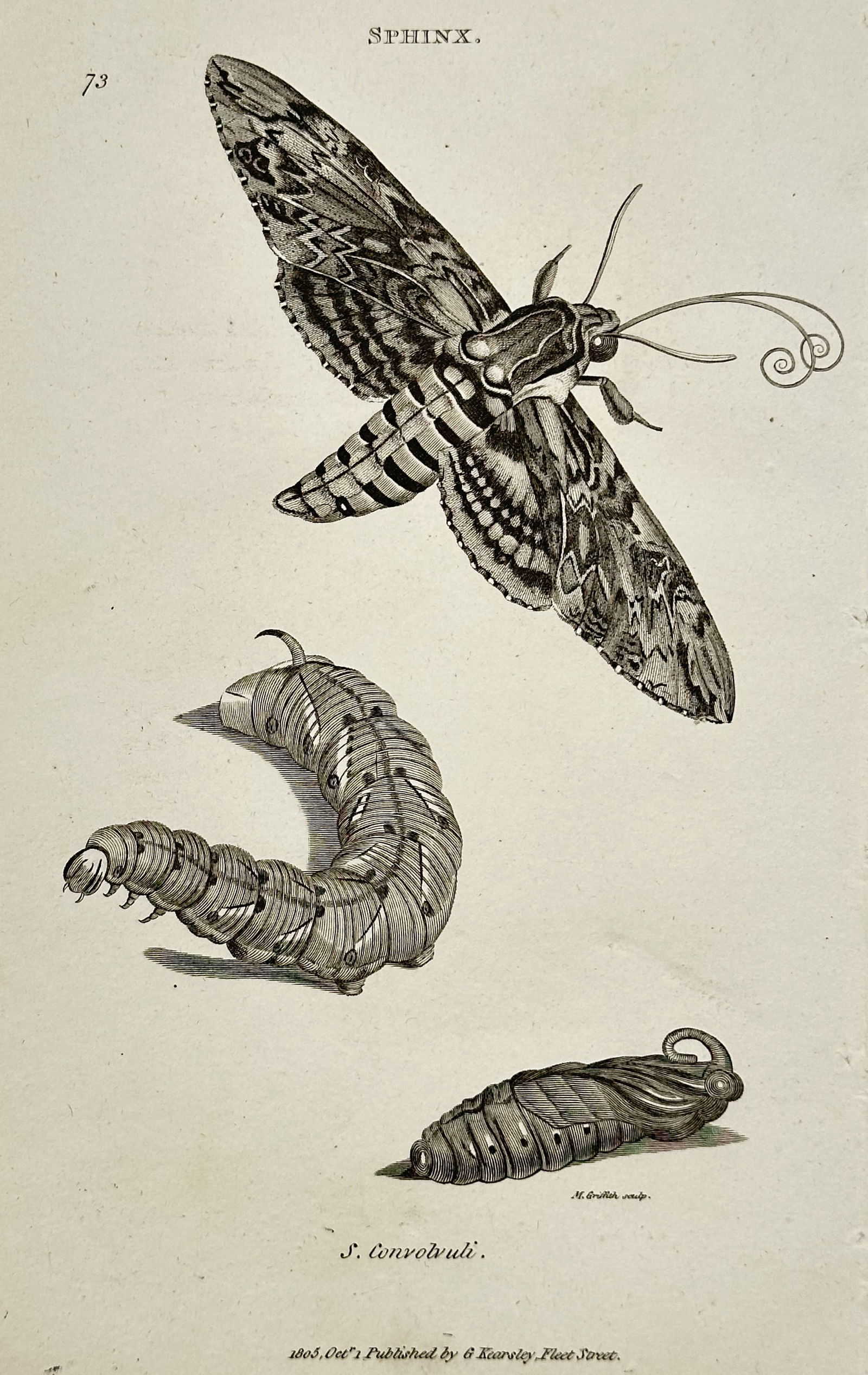 George Shaw (1751–1813) – Convolvulus Hawk-moth – Engraving (1805): This engraving is a detailed entomological illustration depicting the life cycle stages of the Sphinx convoluli, commonly known as the Convolvulus Hawk-moth. The print shows the insect in three stages