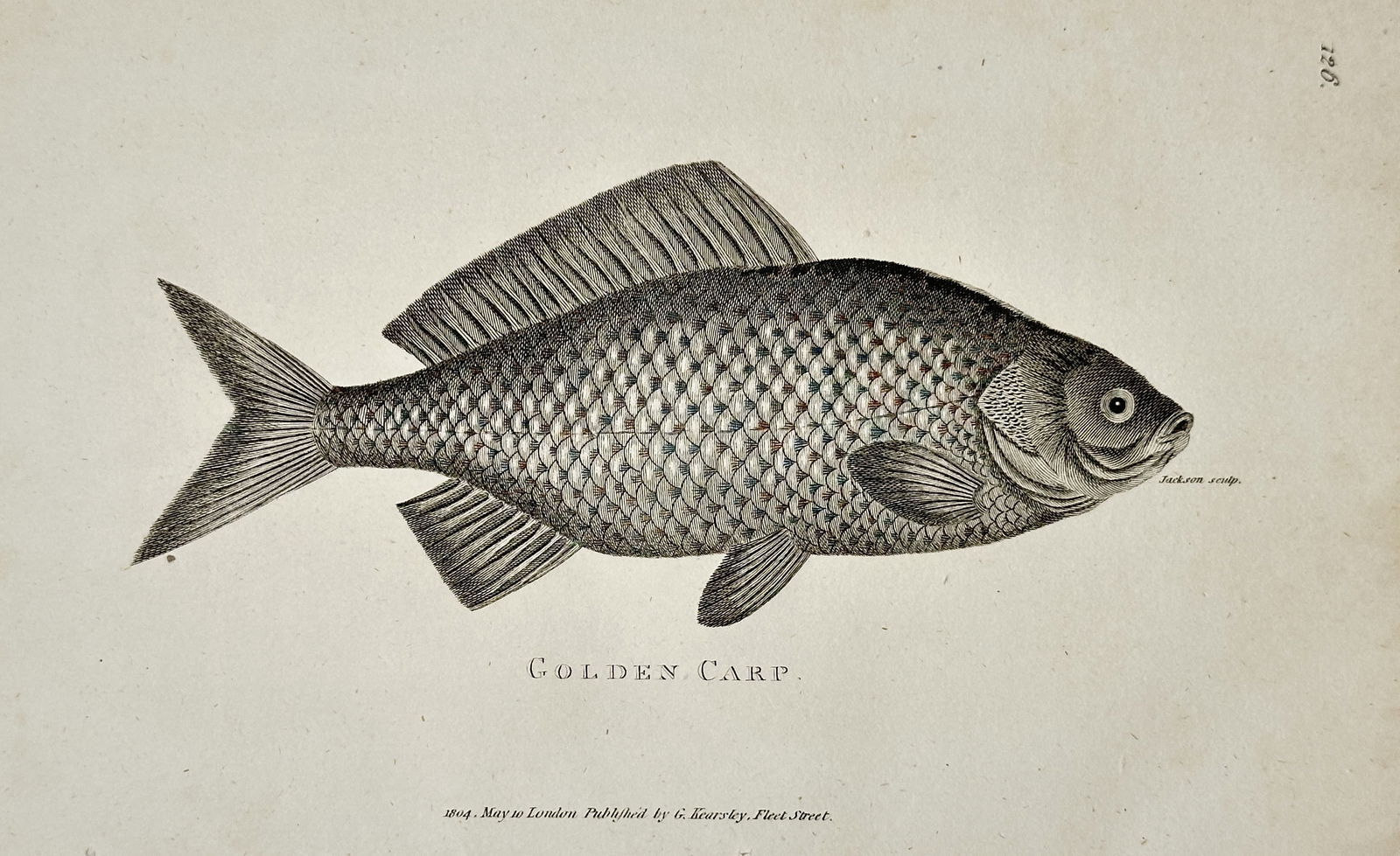 George Shaw (1751–1813) – Golden Carp – Engraving (1805) (1 of 2)