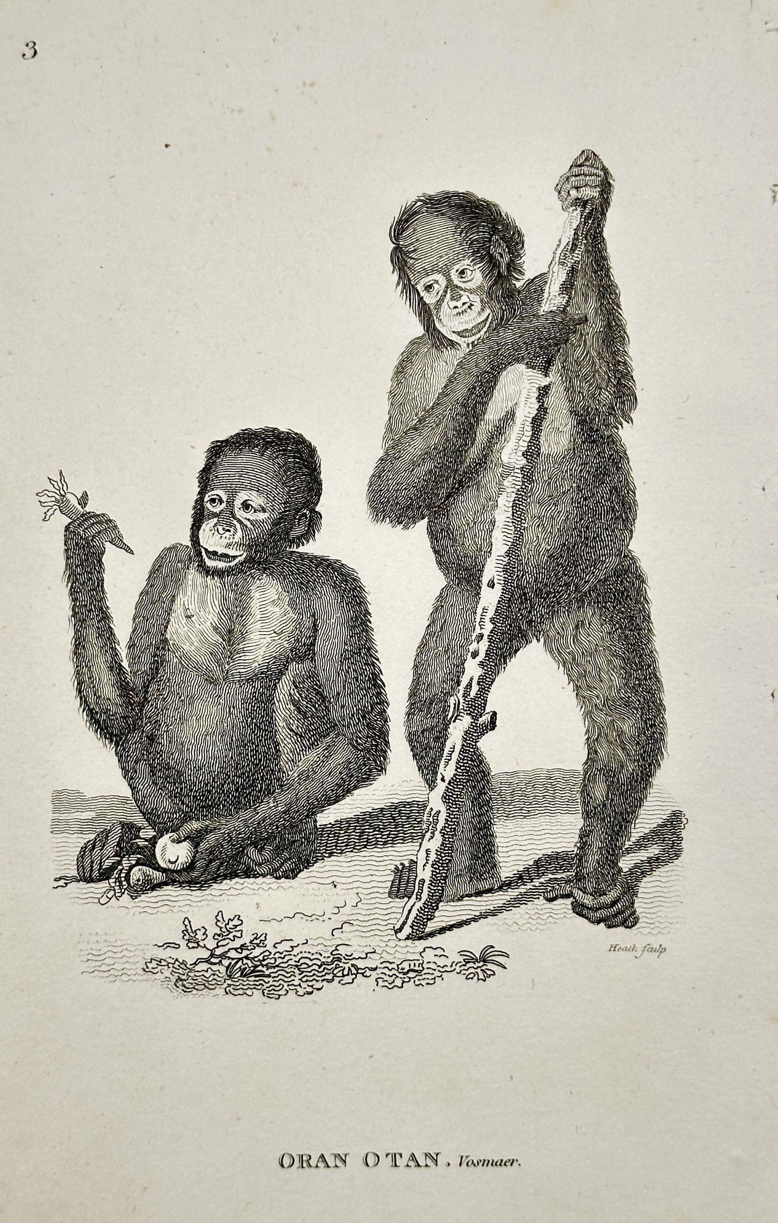 George Shaw (1751–1813) – Oran Otan, Youngster – Engraving (circa 1800) (1 of 2)