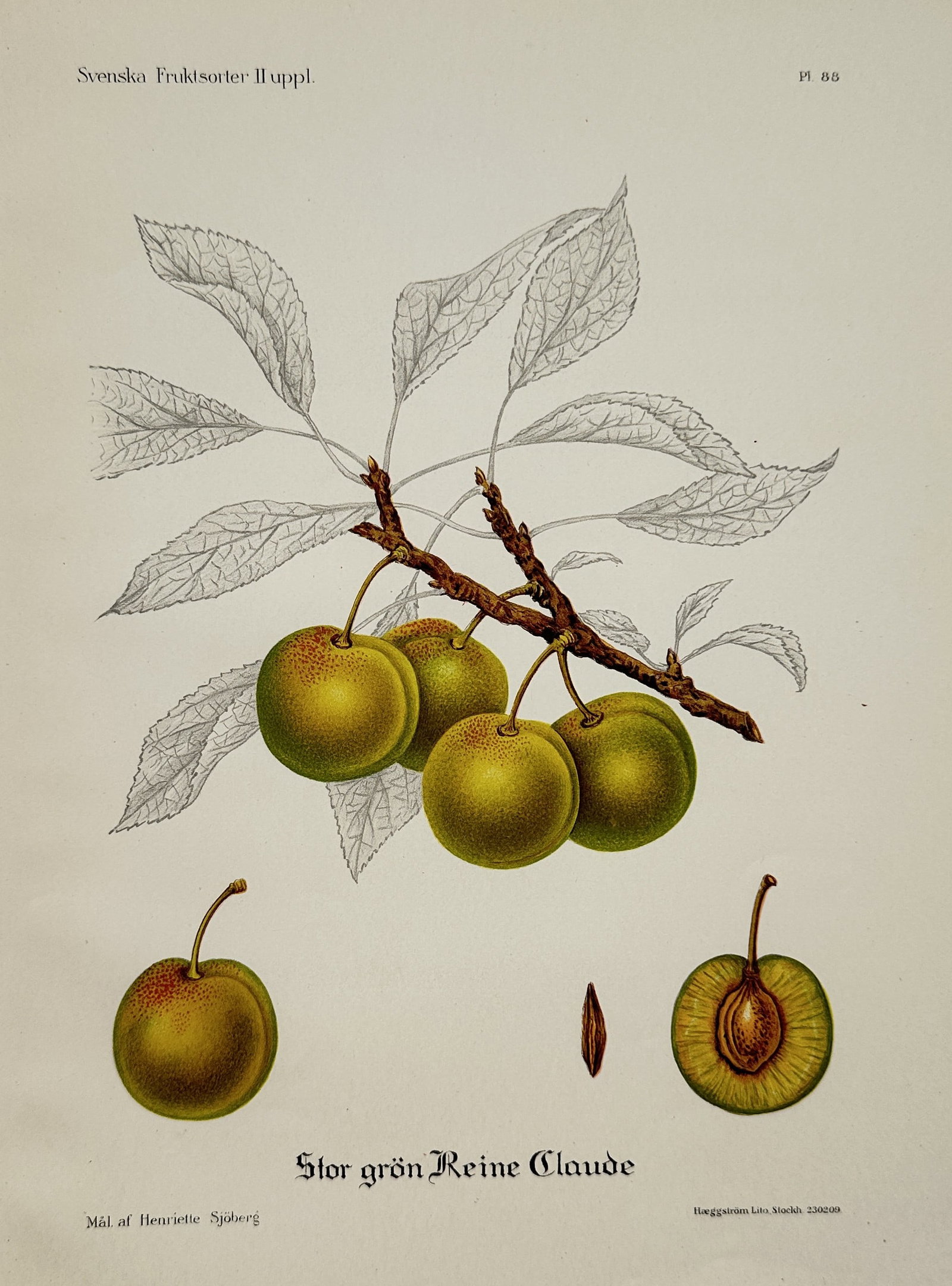 Henriette Sjöberg – Large Green Reine Claude (Stor grön Reine Claude) – Chromolithograph: This print is a detailed botanical illustration depicting the Large Green Reine Claude (Stor grön Reine Claude), a specific cultivar of green-fruited plum (Prunus domestica). The image showcases a cl
