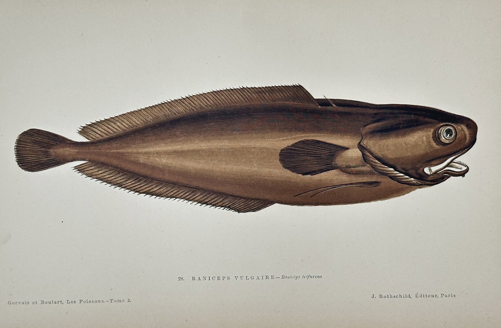 Jules Rothschild (1838–1900) – Common Bonicer (Bonicer vulgaris) – Chromolithograph: This print is a detailed ichthyological illustration depicting the Common Bonicer (Bonicer vulgaris, an older name referring to a type of flatfish or flounder). The fish is rendered in full color usin