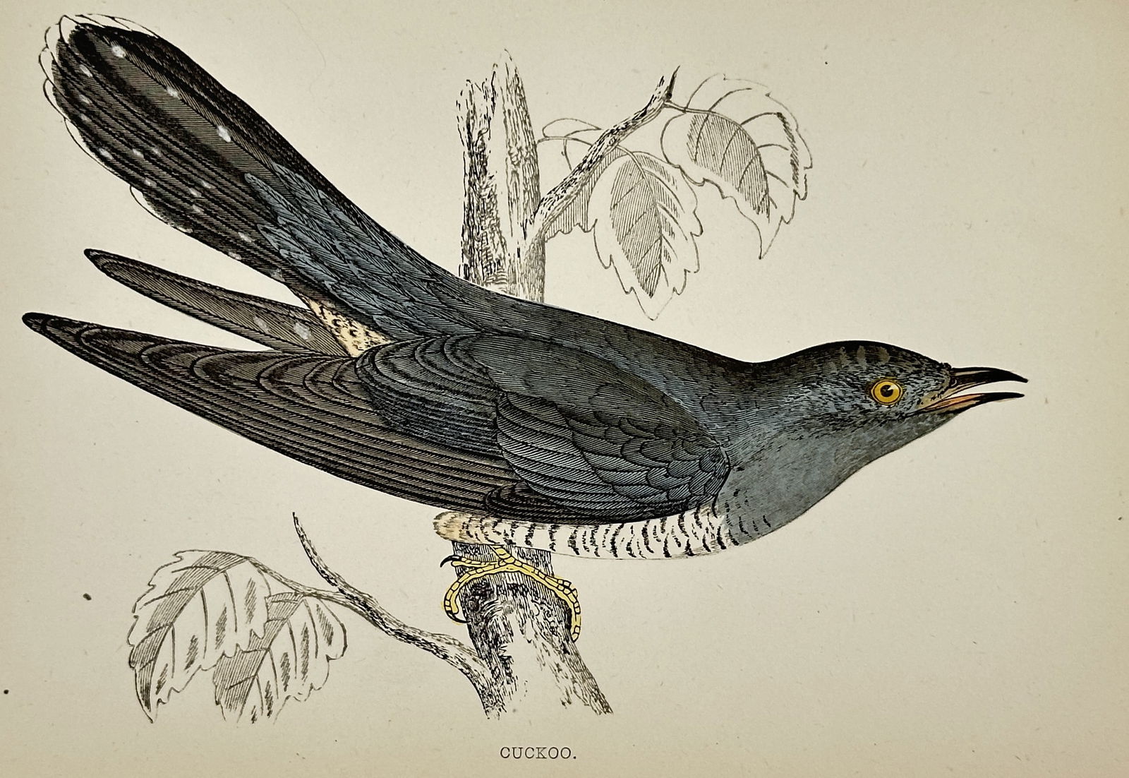 Francis Orpen Morris (1810–1893) – Cuckoo – Hand-colored engraving (circa 1850–1870) (1 of 2)