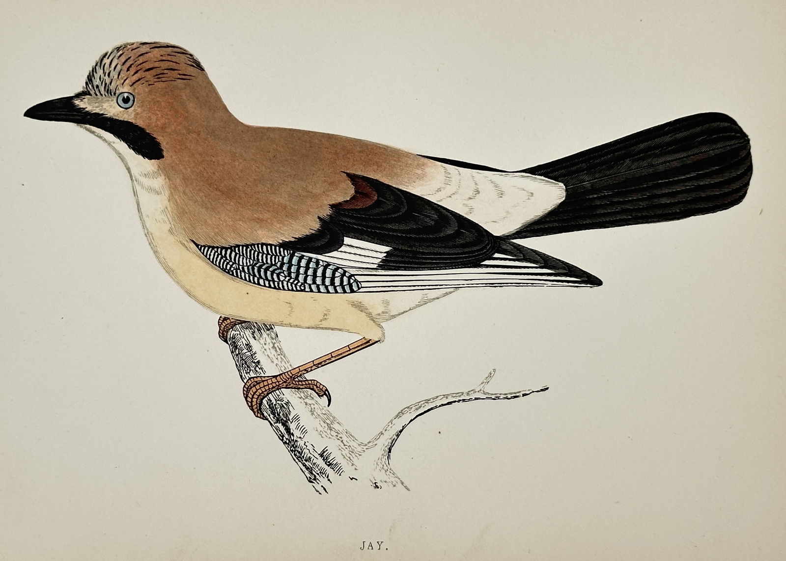 Francis Orpen Morris (1810–1893) – Jay – Hand-colored engraving (circa 1850–1870) (1 of 2)