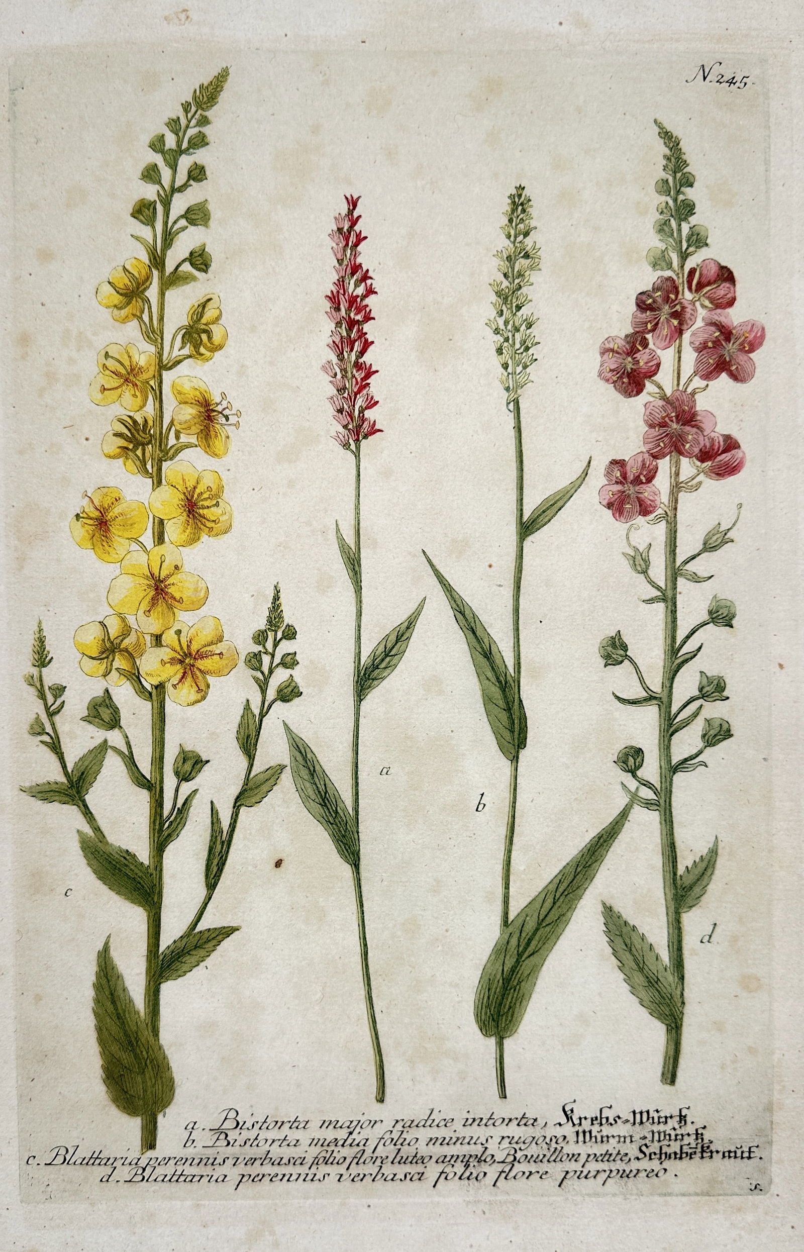 Johann Wilhelm Weinmann (1683–1741) – Verbascum and Bistorta Species (1 of 2)