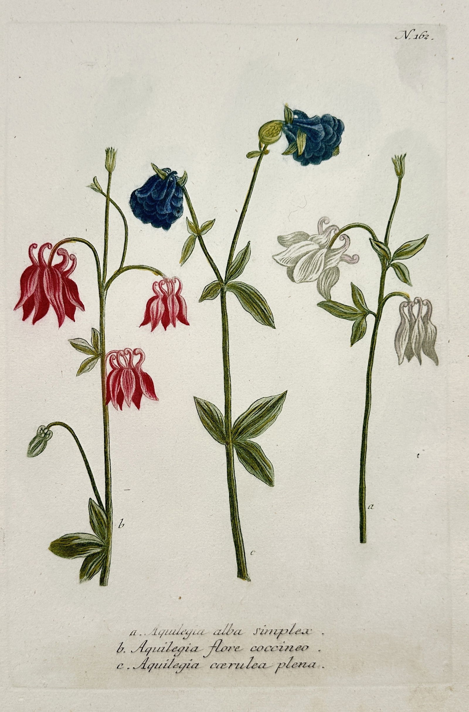 Johann Wilhelm Weinmann (1683–1741) – Aquilegia (Columbine) Varieties (1 of 2)