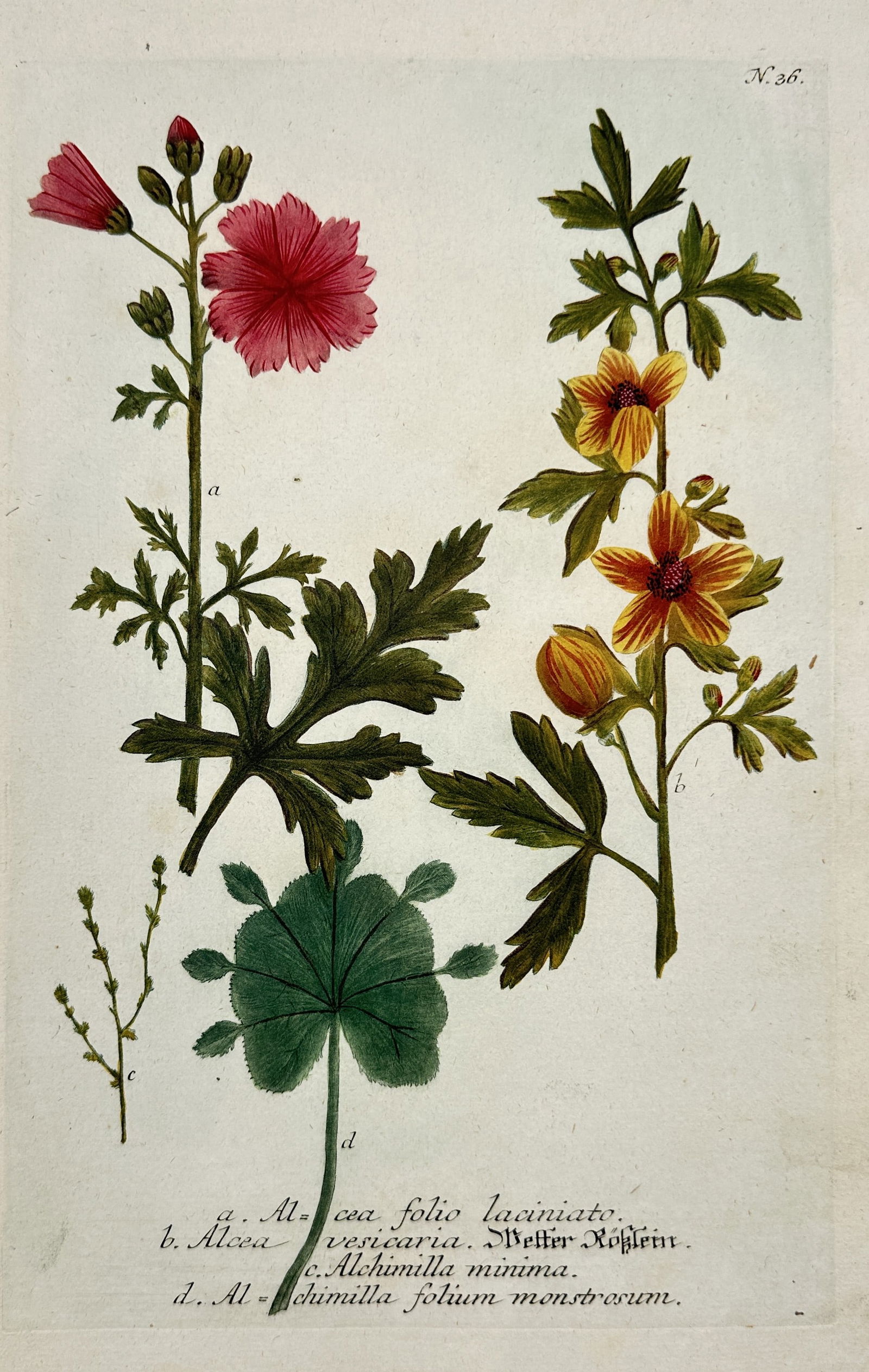 Johann Wilhelm Weinmann (1683–1741) – Malva and Alchemilla Species (1 of 2)