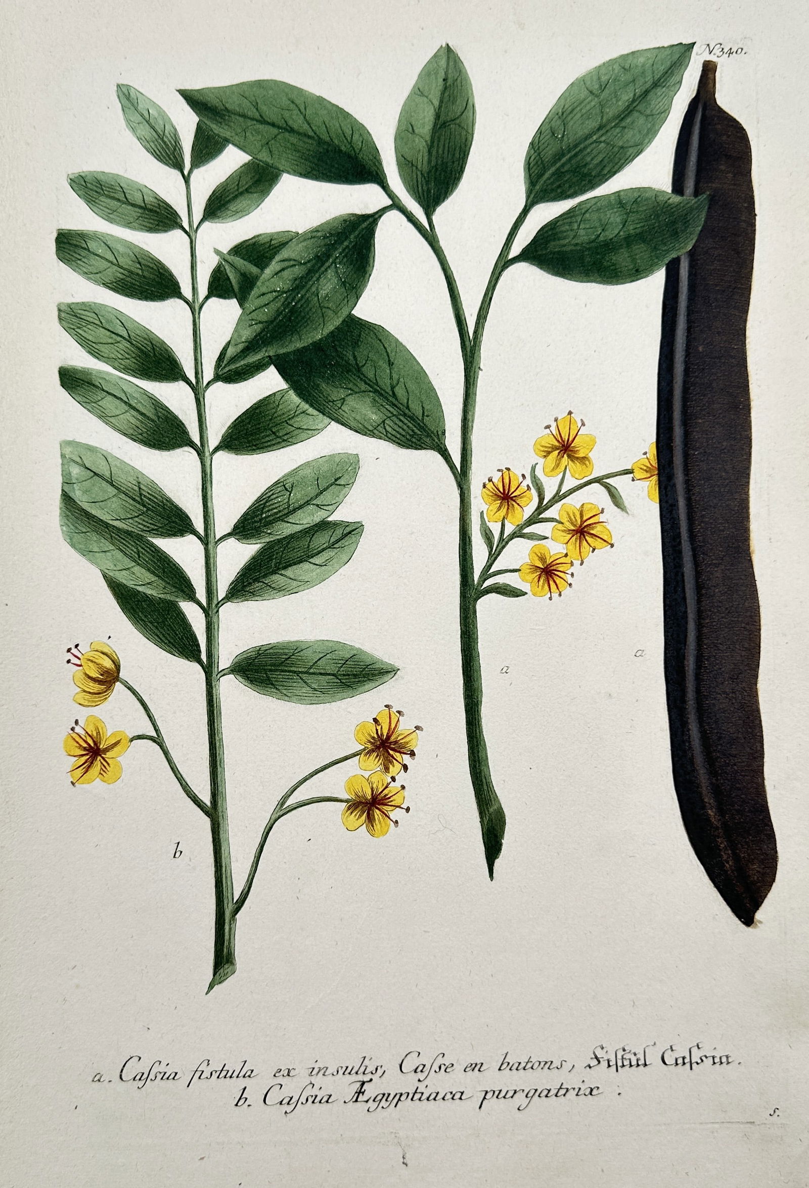 Johann Wilhelm Weinmann (1683–1741) – Cassia Species – Hand-colored engraving: This print is a detailed botanical illustration depicting two species of the genus Cassia, a group of flowering plants and legumes. The illustration features (a) Cassia fistula ex insulis (Indian Labu