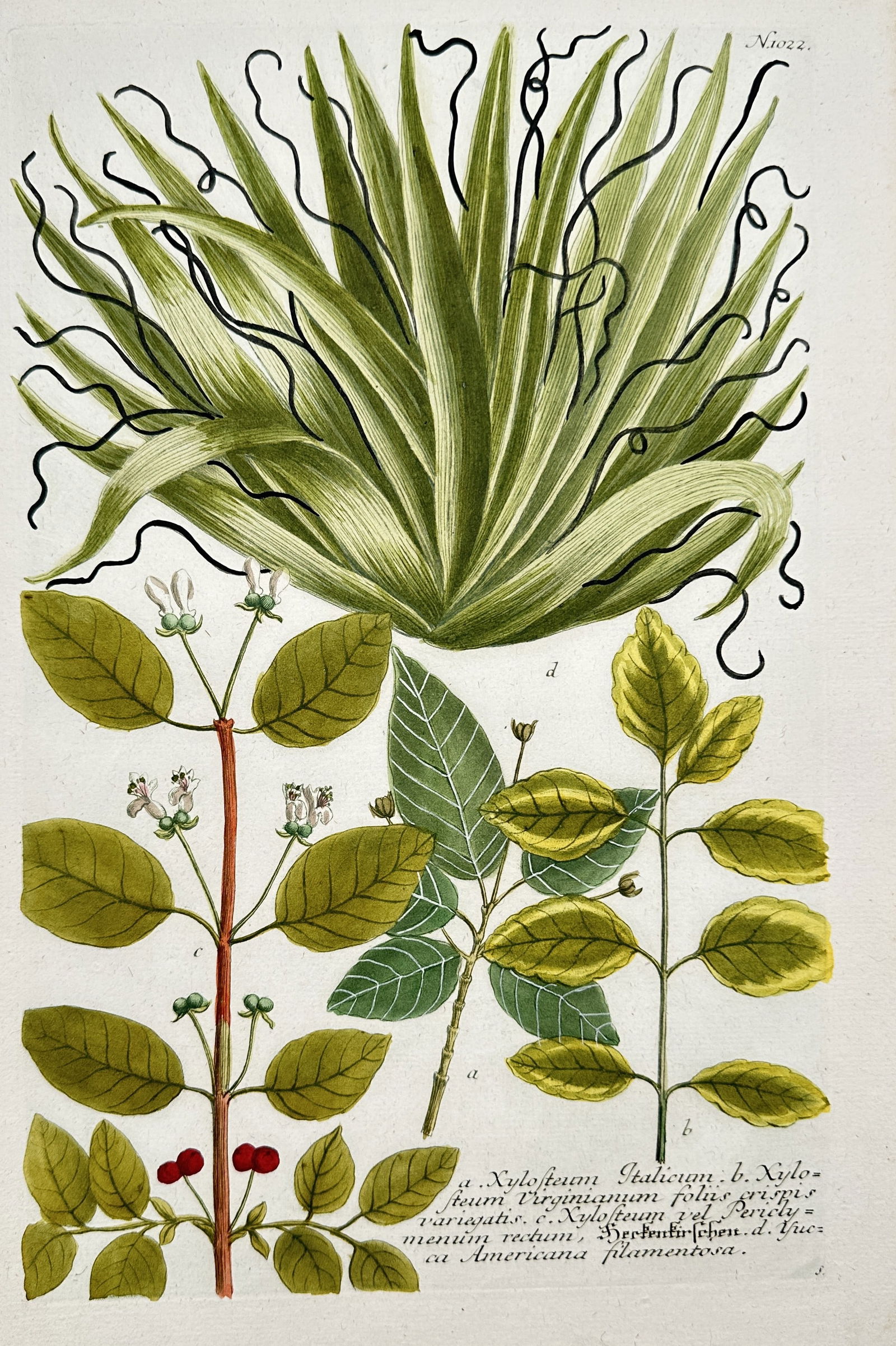 Johann Wilhelm Weinmann (1683–1741) – Solanum, Nolana, and Yucca Species (1 of 2)