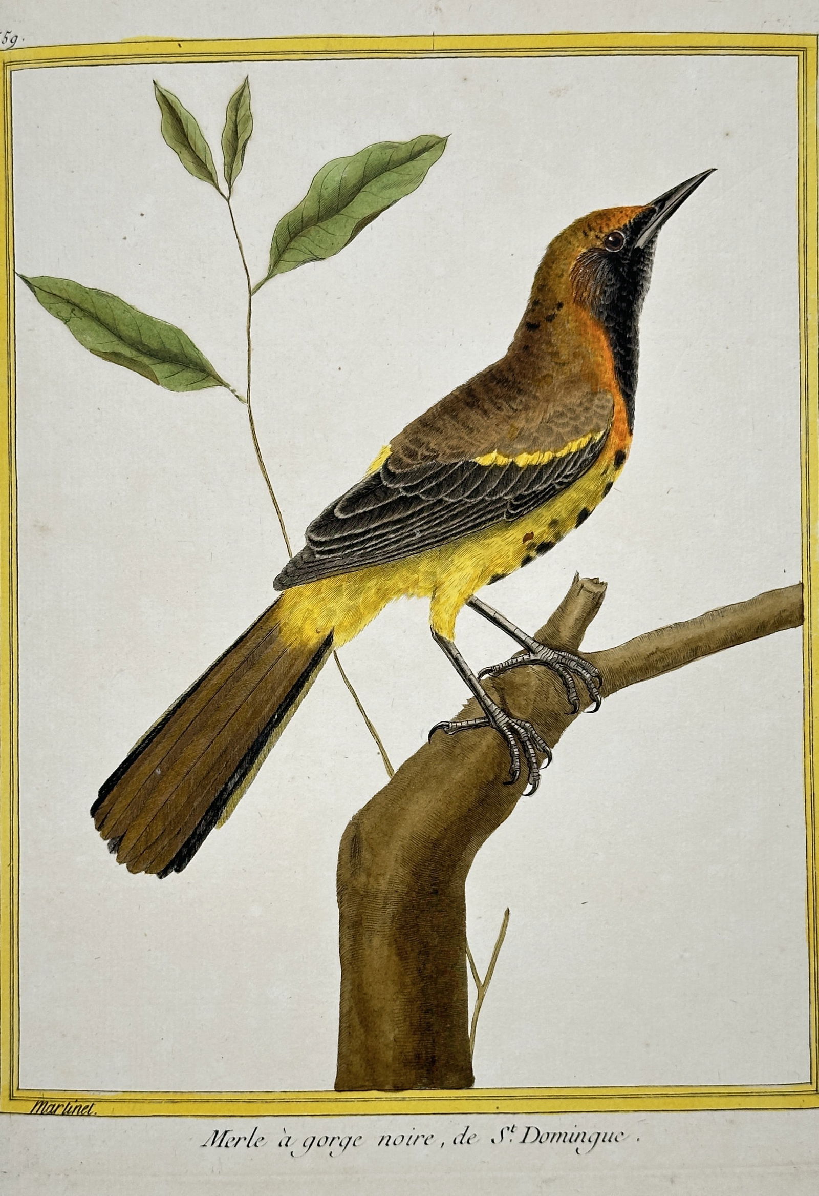 François-Nicolas Martinet –Black-throated Thrush, from St. Domingo – Hand-colored engraving: This print is a detailed ornithological illustration depicting the Merle à gorge noire, de St. Domingue (Black-throated Thrush, from Saint-Domingue, now Haiti/Dominican Republic). The bird is perched
