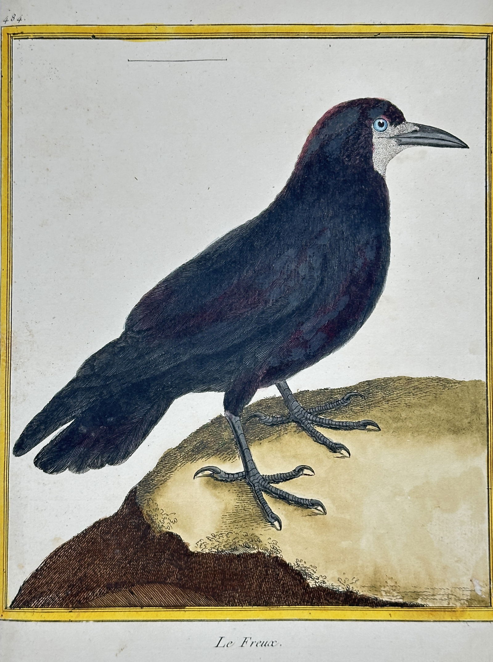 François-Nicolas Martinet – Le Freux (The Rook) – Hand-colored engraving (circa 1770) (1 of 2)