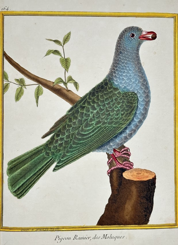 François-Nicolas Martinet – Wood Pigeon, from the Moluccas – Hand-colored engraving: This print is a detailed ornithological illustration depicting the Pigeon Ramier, des Moluques (Wood Pigeon, from the Moluccas/Spice Islands), a species of Imperial or Fruit Pigeon. The bird is shown