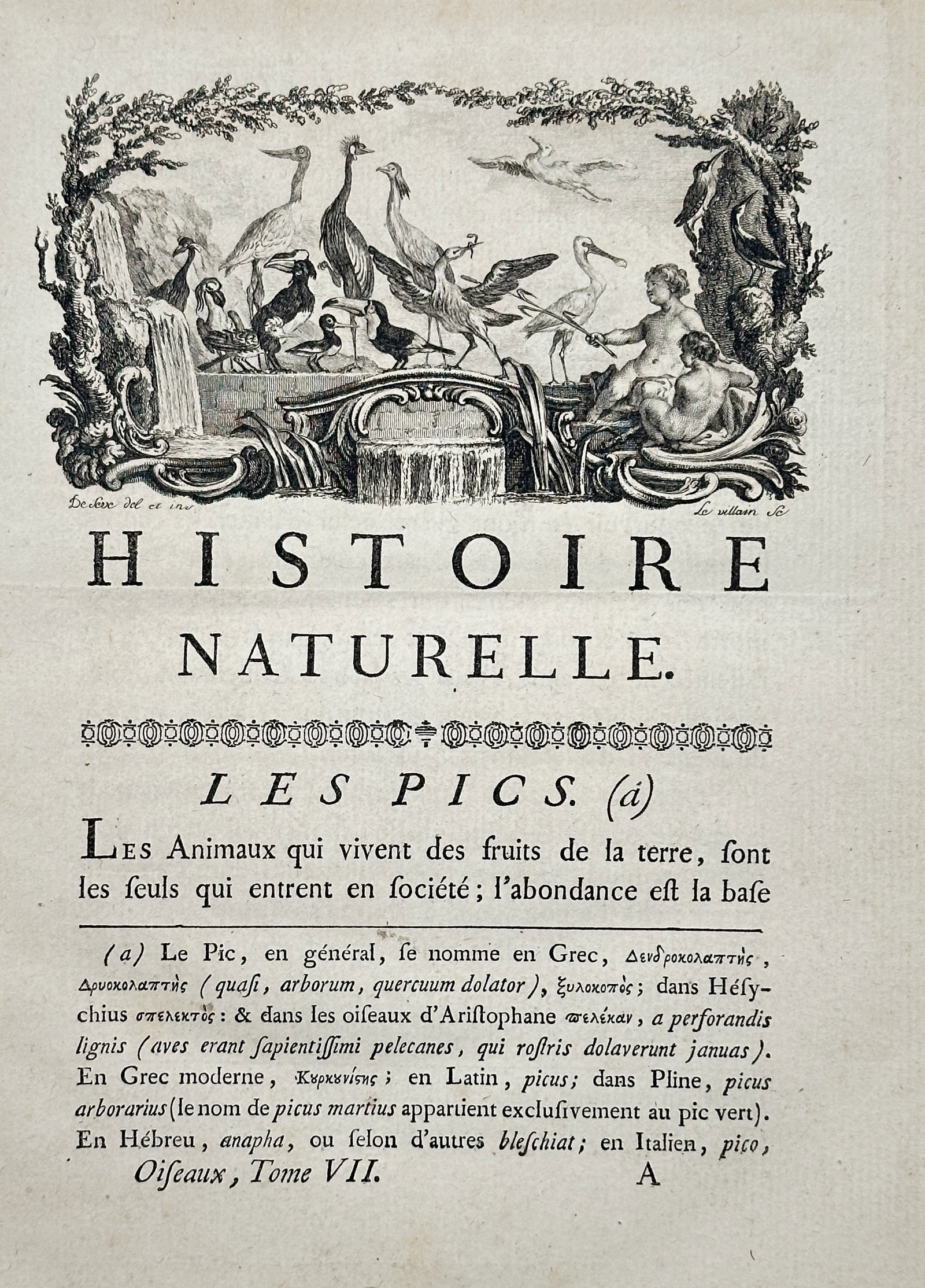 Georges-Louis Leclerc, Comte de Buffon (1707–1788) – Histoire Naturelle. Les Pics. – Engraving: This leaf from the comprehensive natural history work includes a decorative engraved vignette at the top illustrating various birds, including what appear to be storks or cranes, set within a highly o