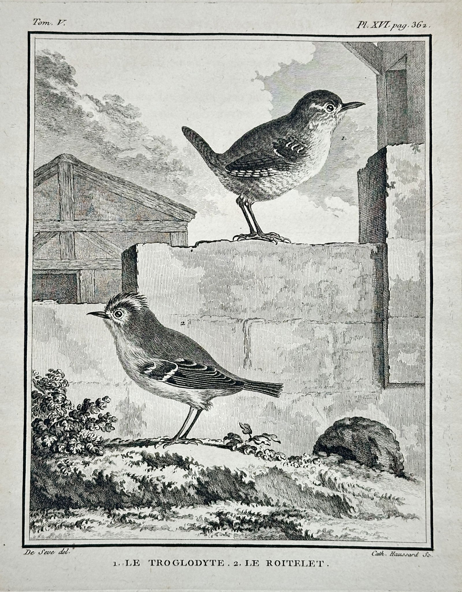 Georges-Louis Leclerc, Comte de Buffon (1707–1788) – Le Troglodyte. Le Roitelet. (1 of 2)