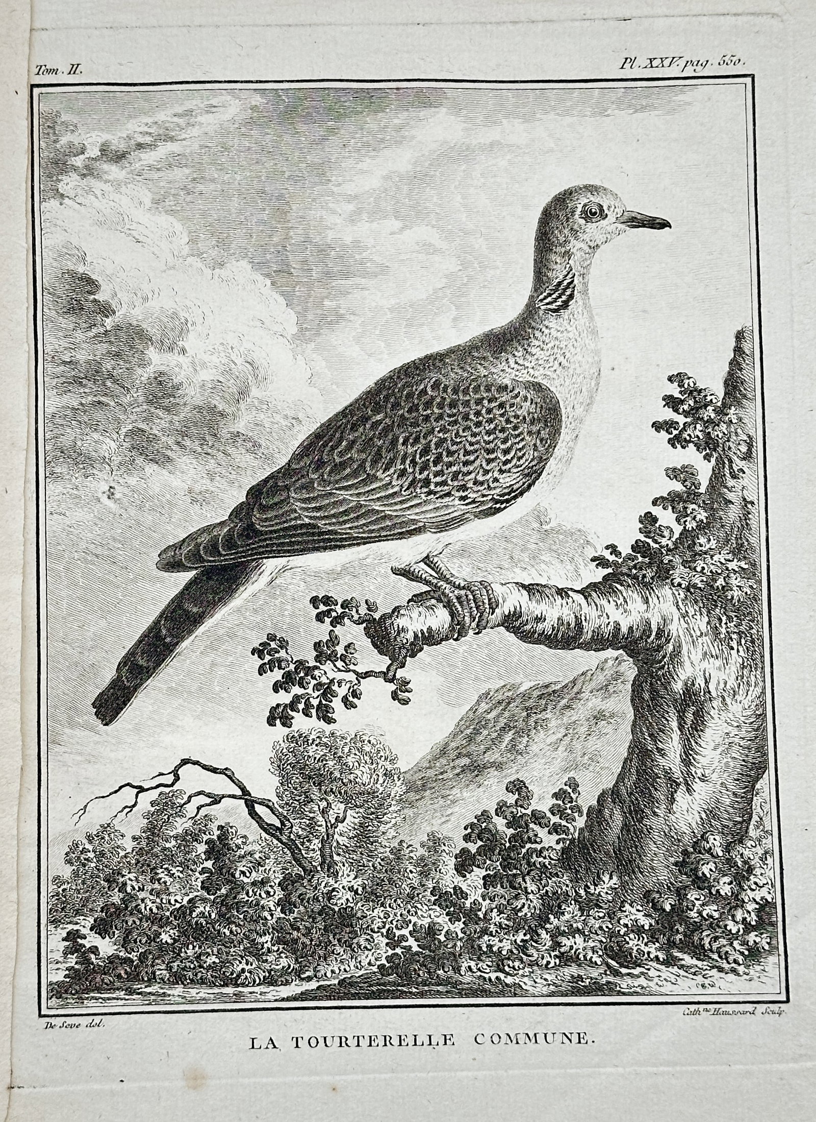 Georges-Louis Leclerc, Comte de Buffon (1707–1788) – La Tourterelle Commune: This engraving, a plate from Buffon's monumental natural history work, depicts La Tourterelle Commune, or the Common Turtle Dove, perched on a thick, gnarled branch overlooking a wooded landscape with