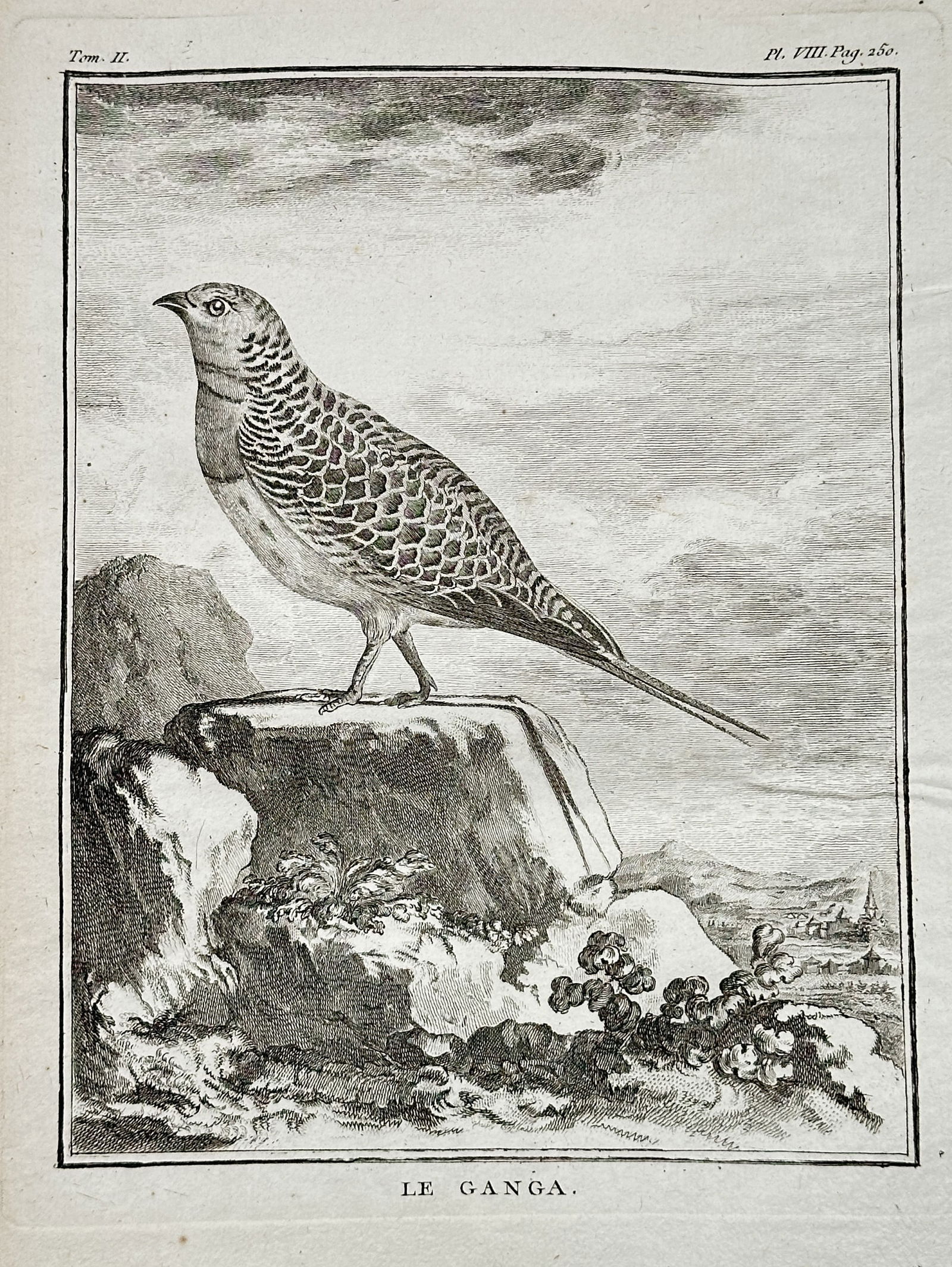 Georges-Louis Leclerc, Comte de Buffon (1707–1788) – Le Ganga (Pallas's Sandgrouse): This engraving, a plate from Buffon's monumental natural history work, depicts Le Ganga, referring to the Pallas's Sandgrouse or a similar species of sandgrouse, standing in profile on a large rock in