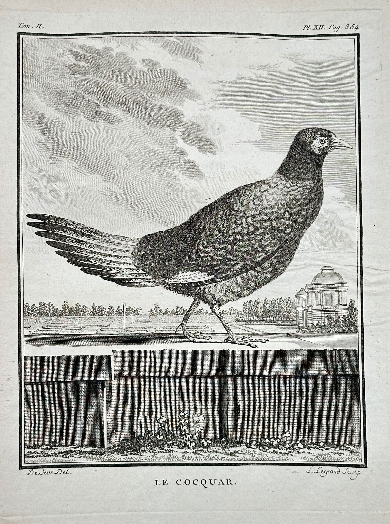 Georges-Louis Leclerc, Comte de Buffon (1707–1788) – Le Cocquar (Spotted Sandgrouse): This engraving, a plate from Buffon's monumental natural history work, depicts Le Cocquar, which refers to the Spotted Sandgrouse or similar bird. The bird is shown in profile, standing on a low wall
