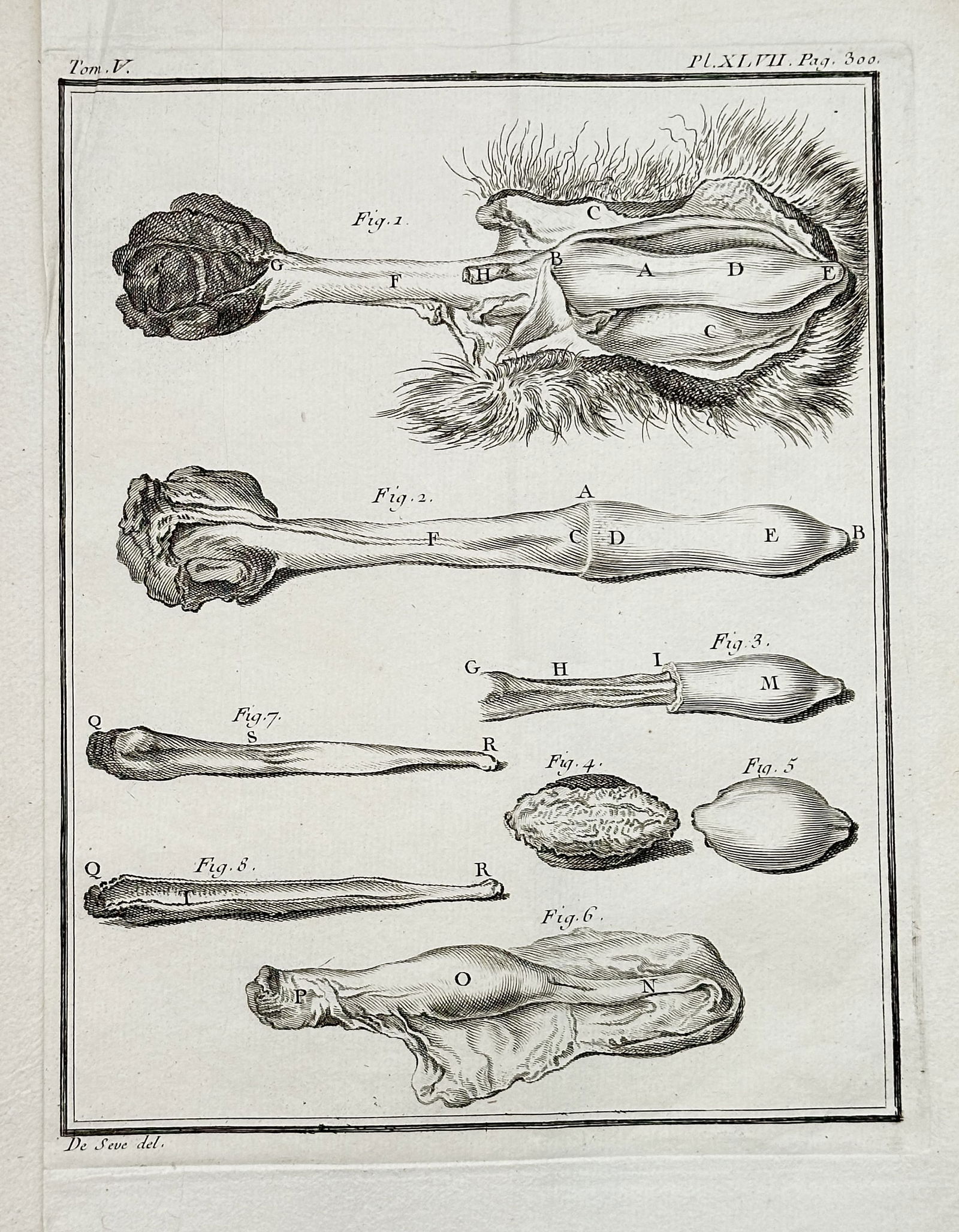 Georges-Louis Leclerc, Comte de Buffon (1707–1788) – Anatomical Study of an Aquatic Mammal Organ: This engraving, a plate from Buffon's monumental natural history work, presents a series of detailed anatomical and physiological studies, focusing on the reproductive or digestive organs of an aquati