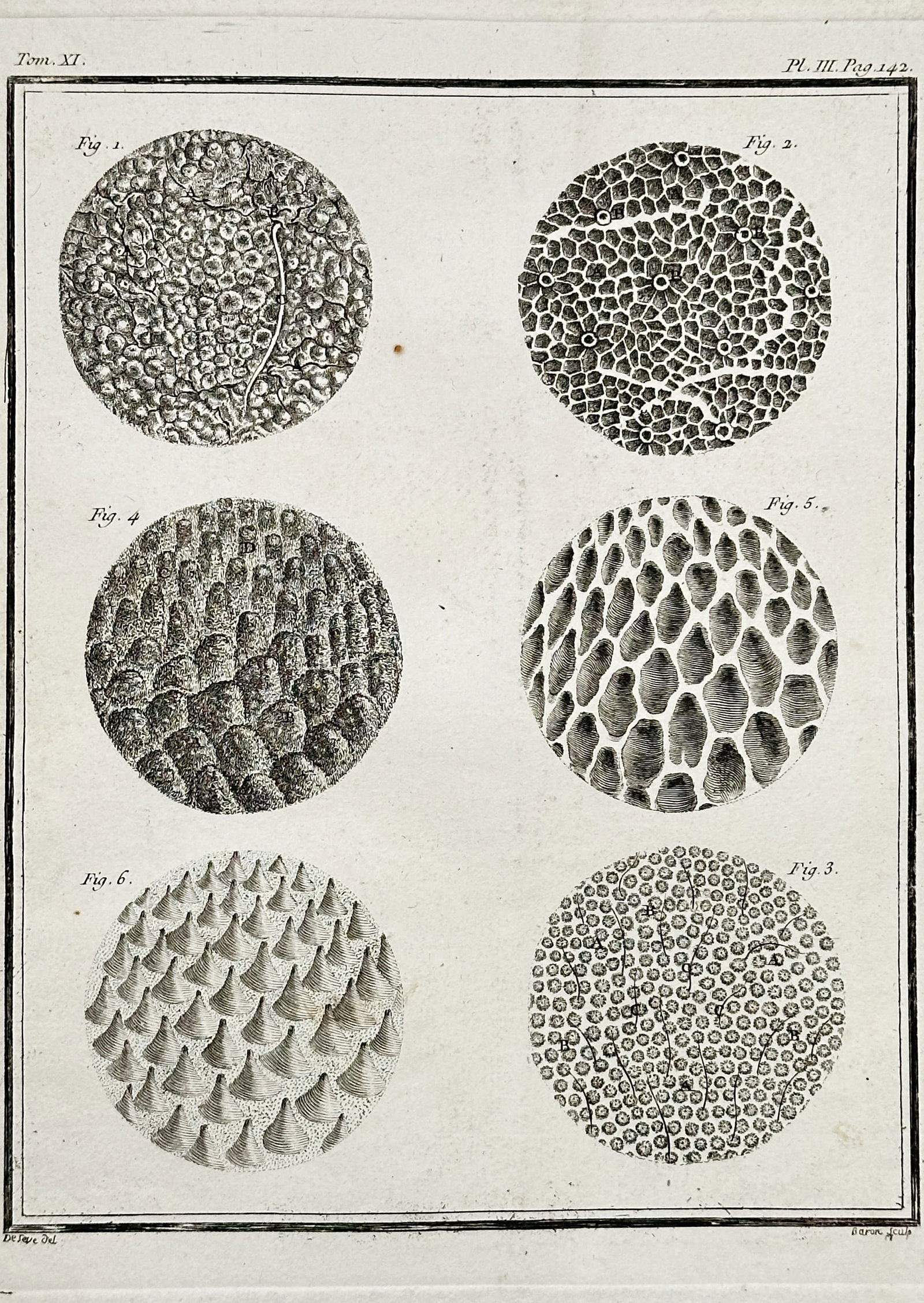 Georges-Louis Leclerc, Comte de Buffon (1707–1788) – Microscopic or Dermal Studies (1 of 2)