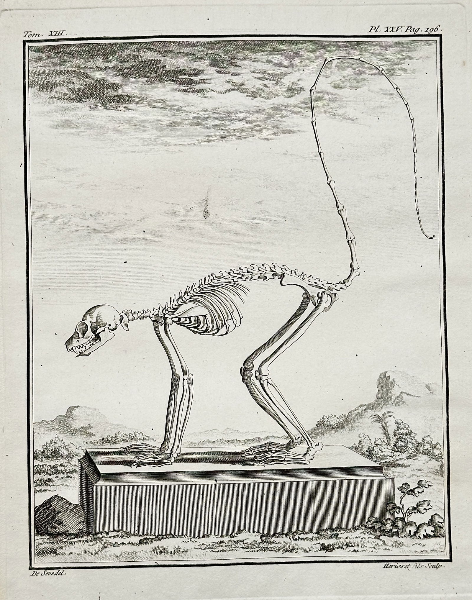 Georges-Louis Leclerc, Comte de Buffon (1707–1788) – Skeleton of a Lemur or Monkey (1 of 2)