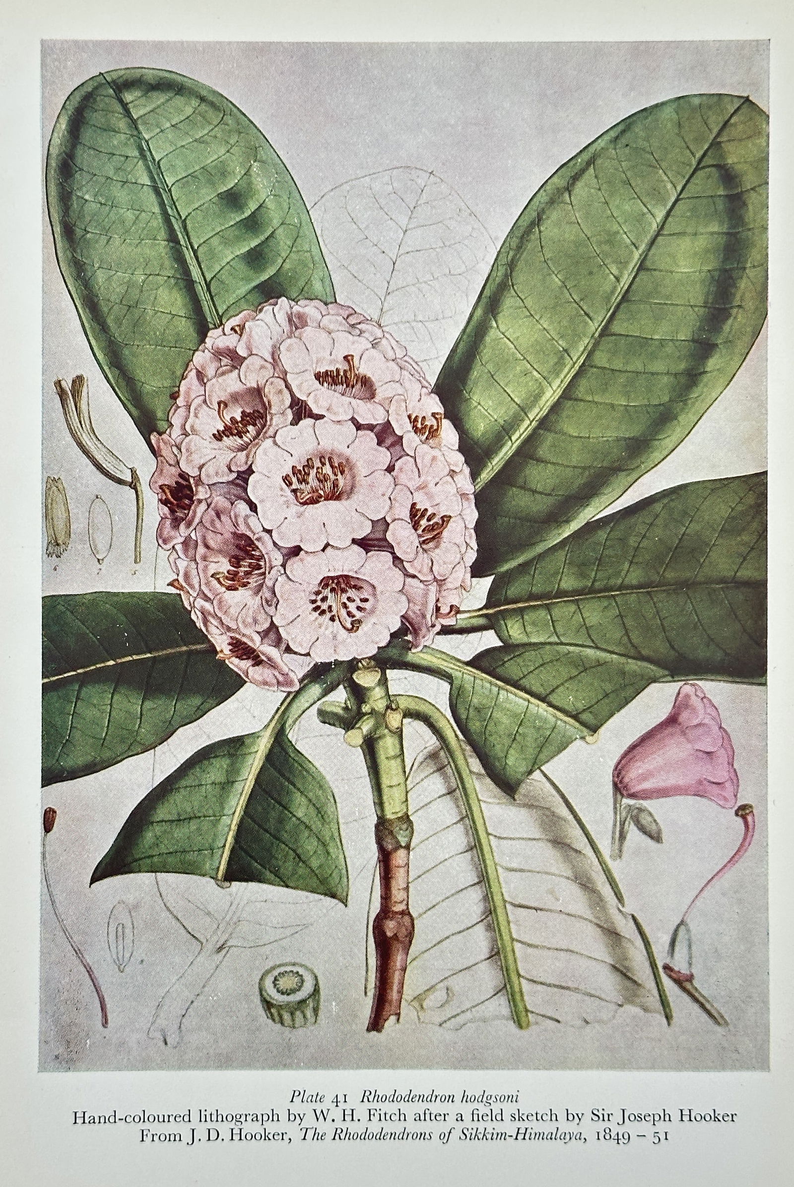 Walter Hood Fitch (1817–1892) – Rhododendron hodgsonii – Offset print (20th Century) (1 of 2)