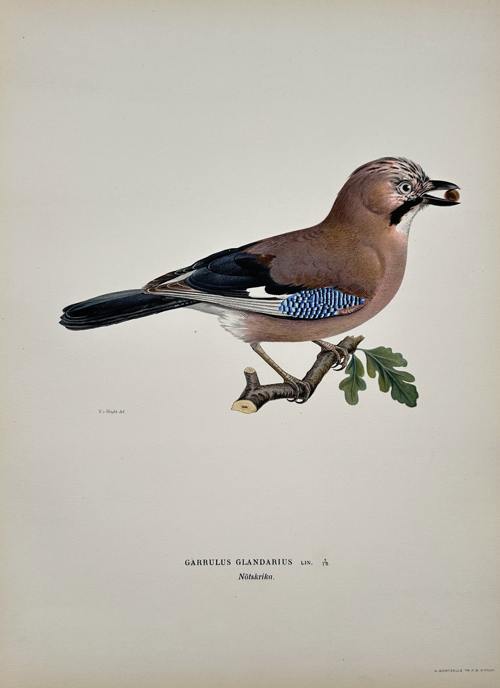 Wilhelm von Wright (1810–1887) – Garrulus Glandarius (Eurasian Jay) – Chromolithograph: This chromolithograph is an illustration of the Garrulus Glandarius, or Eurasian Jay, shown perched on an oak branch, holding an acorn in its beak. The bird is distinctively colored with pinkish-brown