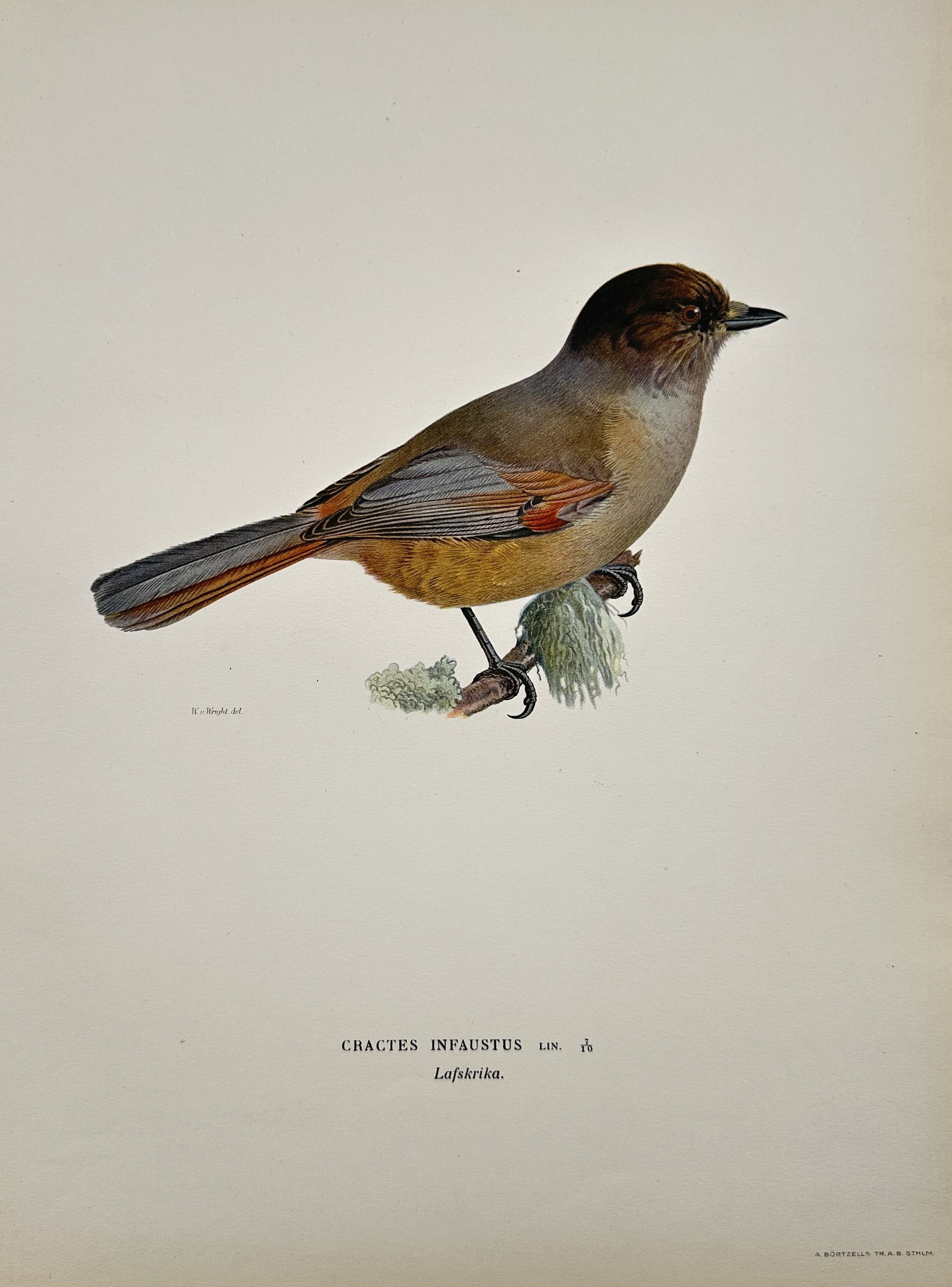 Wilhelm von Wright (1810–1887) – Cractes Infaustus (Siberian Jay) – Chromolithograph: This chromolithograph is an illustration of the Cractes Infaustus, or Siberian Jay (Perisoreus infaustus), shown perched on a mossy branch in profile. The bird has a dark brown cap, reddish-brown body