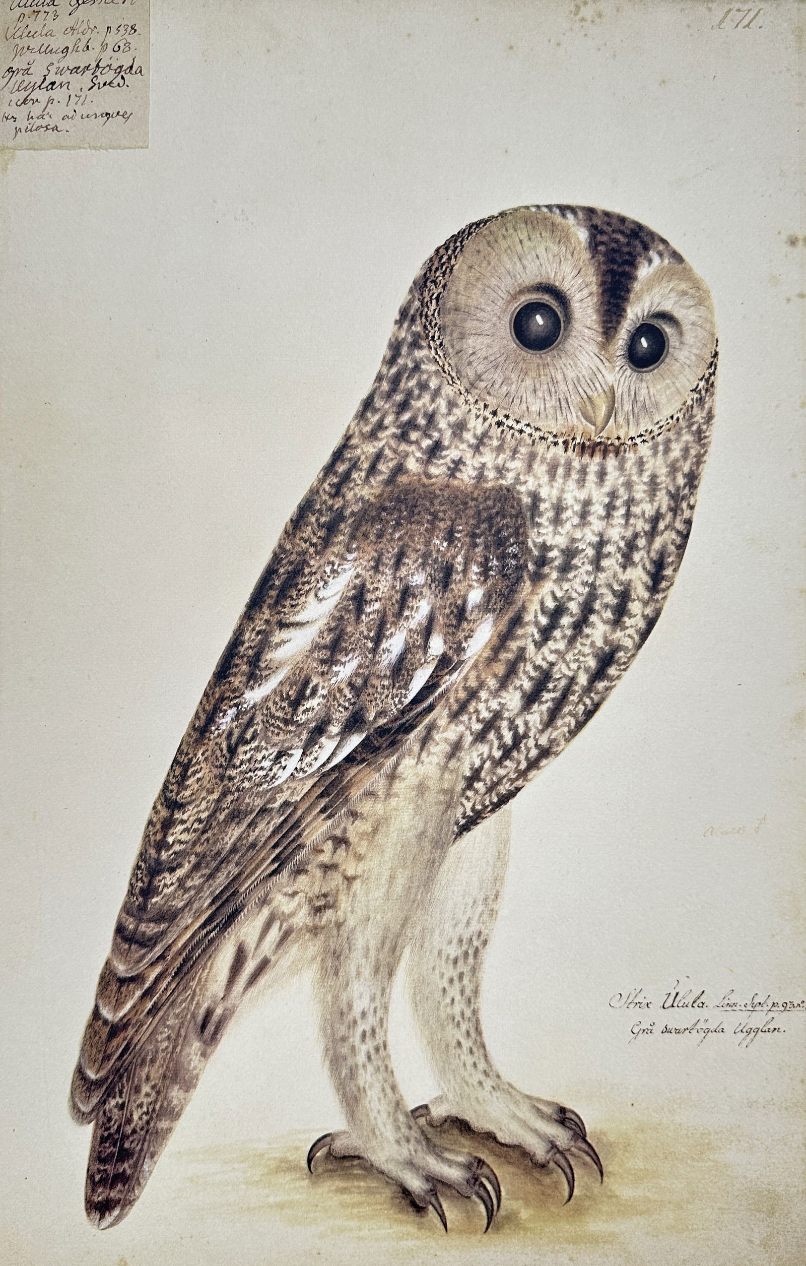 Olof Rudbeck the Younger – Strix Ulula (Tawny Owl) – Facsimile print printed on quality paper: This facsimile print is a modern print on quality paper of an ornithological illustration originally created by Olof Rudbeck the Younger. The image depicts a Strix Ulula (referring to the Tawny Owl or