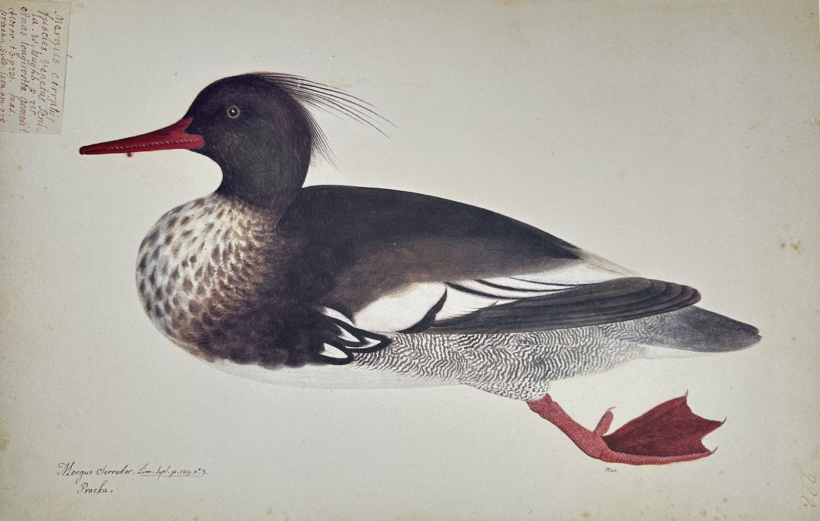 Olof Rudbeck the Younger – Mergus Serrator (Red-breasted Merganser) – Facsimile print: This facsimile print is a modern print on quality paper of an ornithological illustration originally created by Olof Rudbeck the Younger. The image depicts a Mergus Serrator, or Red-breasted Merganser