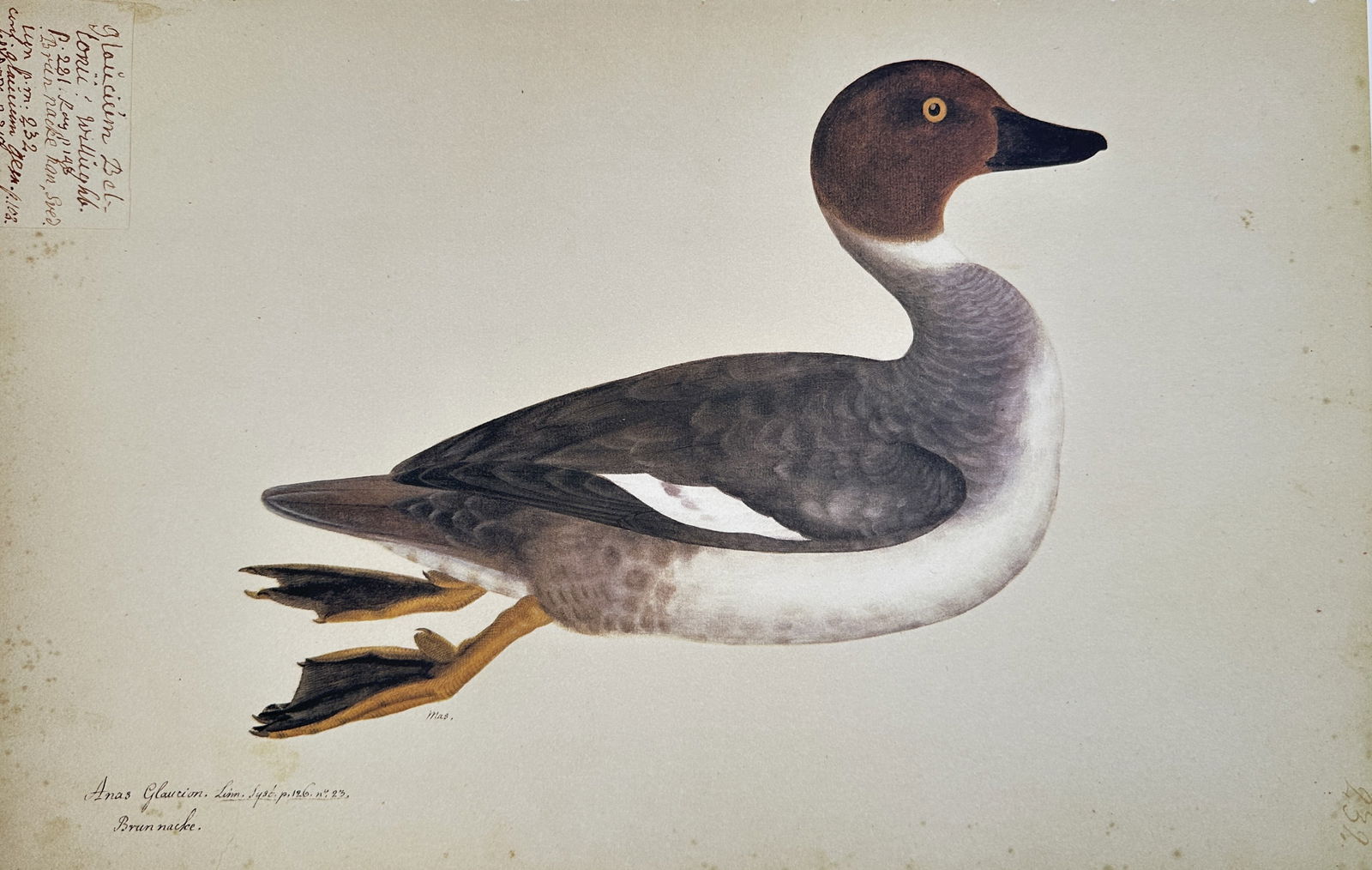 Olof Rudbeck the Younger – Anas Glaucion (Common Goldeneye) – Facsimile print: This facsimile print is a modern print on quality paper of an ornithological illustration originally created by Olof Rudbeck the Younger. The image depicts an Anas Glaucion, or Common Goldeneye (the f