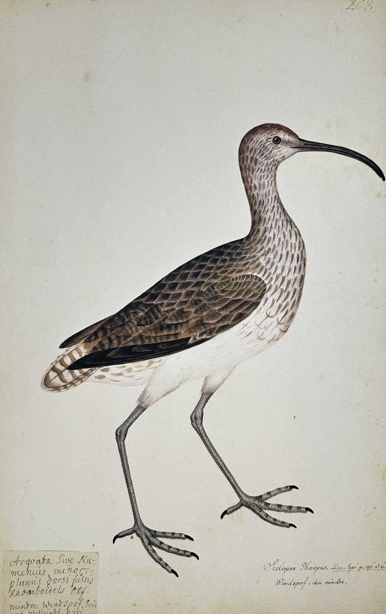 Olof Rudbeck the Younger – Numenius Phaepus (Whimbrel) – Facsimile print: This facsimile print is a modern print on quality paper of an ornithological illustration originally created by Olof Rudbeck the Younger. The image depicts a Numenius Phaepus, or Whimbrel (a smaller c