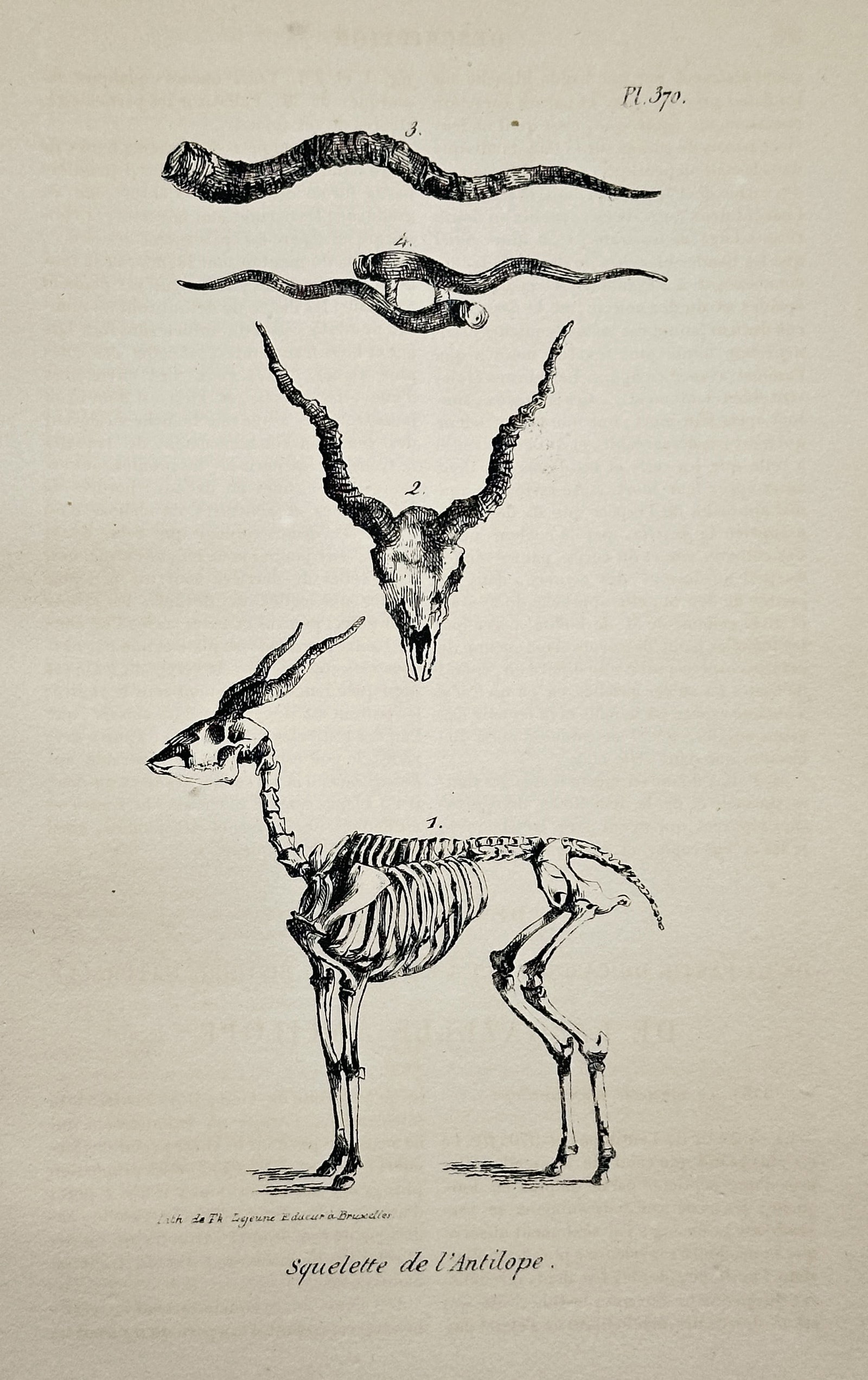 Georges-Louis Leclerc, Comte de Buffon – Squelette de l'Antilope. (Skeleton and Skull of Antelope): This engraving is a plate from the supplementary volumes of Buffon's monumental natural history work, Histoire Naturelle, générale et particulière. The plate depicts a detailed anatomical study, ti