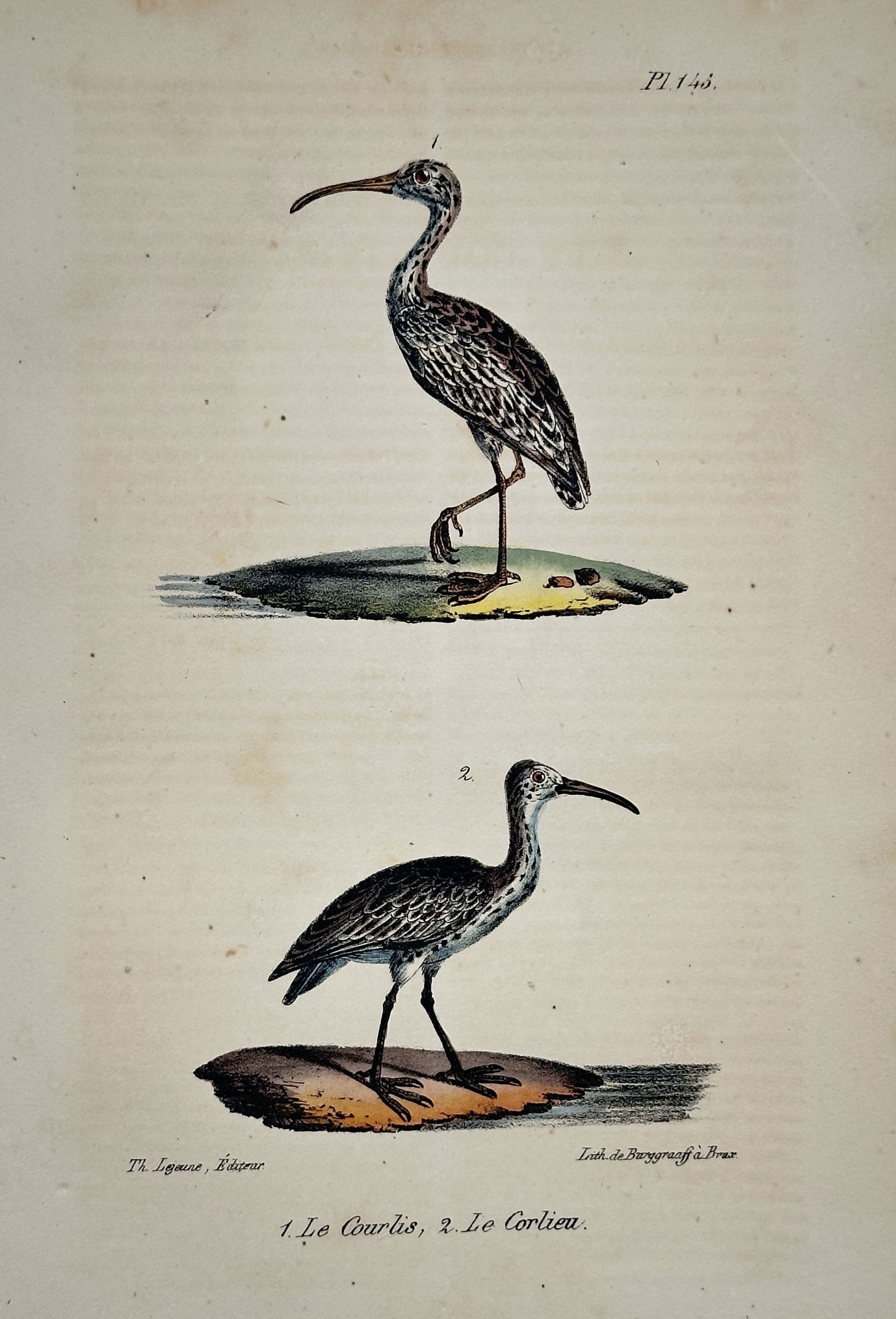 Georges-Louis Leclerc, Comte de Buffon – Le Churlis (Wading Birds) – Engraving (1780s) (1 of 2)