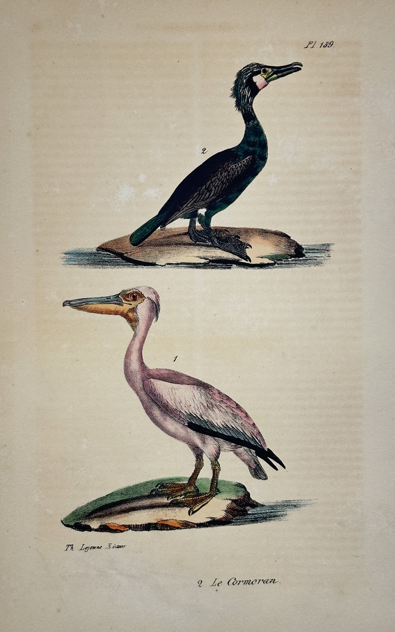 Georges-Louis Leclerc, Comte de Buffon – Le Cormoran (Cormorant and Pelican) – Engraving (1780s): This engraving is a plate from the supplementary volumes of Buffon's monumental natural history work, Histoire Naturelle, générale et particulière. The hand-coloring distinguishes the birds' featur