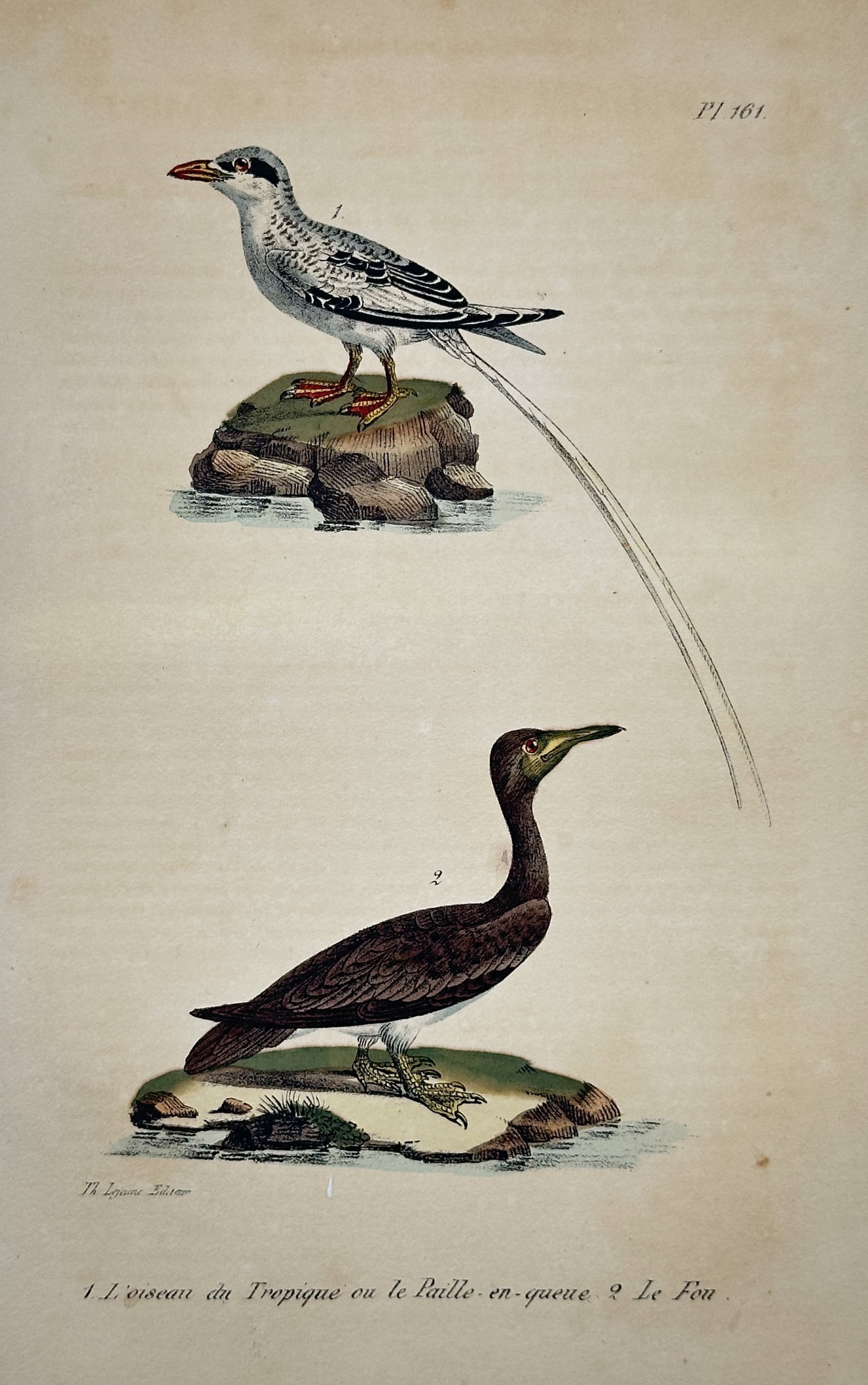 Georges-Louis Leclerc, Comte de Buffon – Tropicbird and Cormorant – Engraving (1780s): This engraving is a plate from the supplementary volumes of Buffon's monumental natural history work, Histoire Naturelle, générale et particulière. These detailed illustrations were essential for c