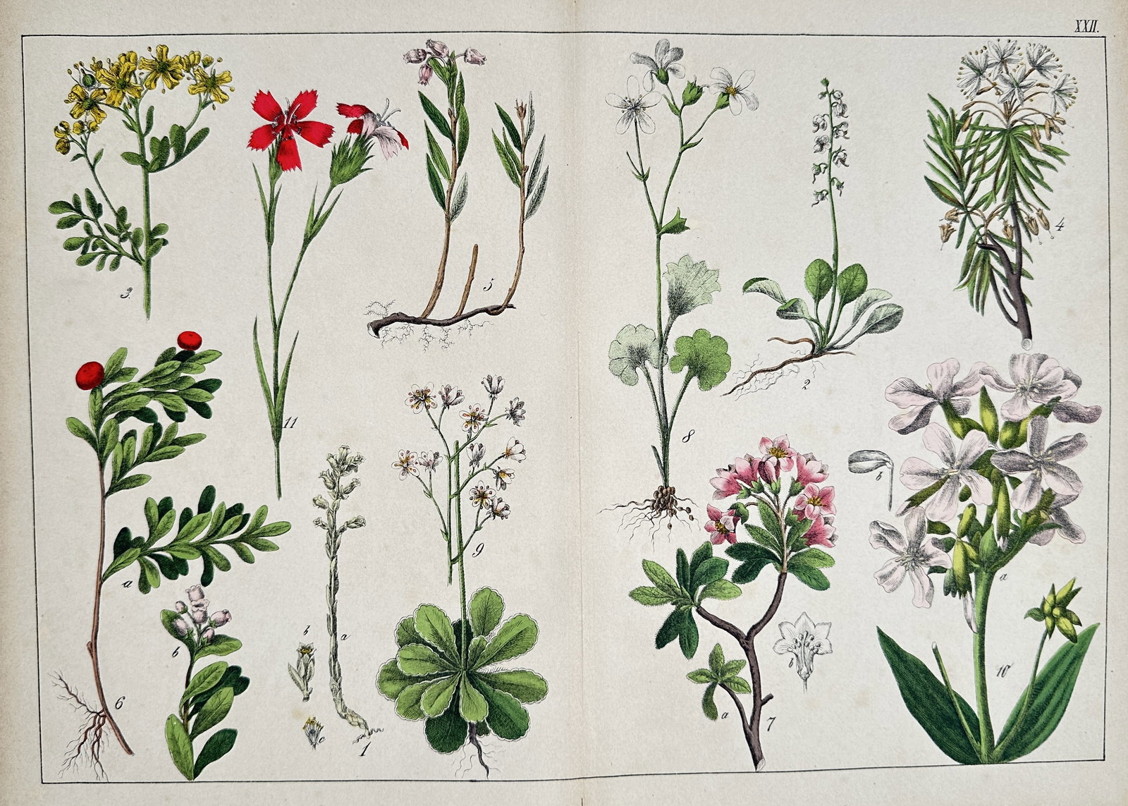 Jacob Sturm (1771–1847) – Saxifraga, Dianthus, Ledum, and others – Lithograph (1872): This lithograph is a plate of multiple botanical illustrations, primarily featuring various flowering plants and herbaceous species. The illustrations include Dianthus (Carnation/Pink, with a single r
