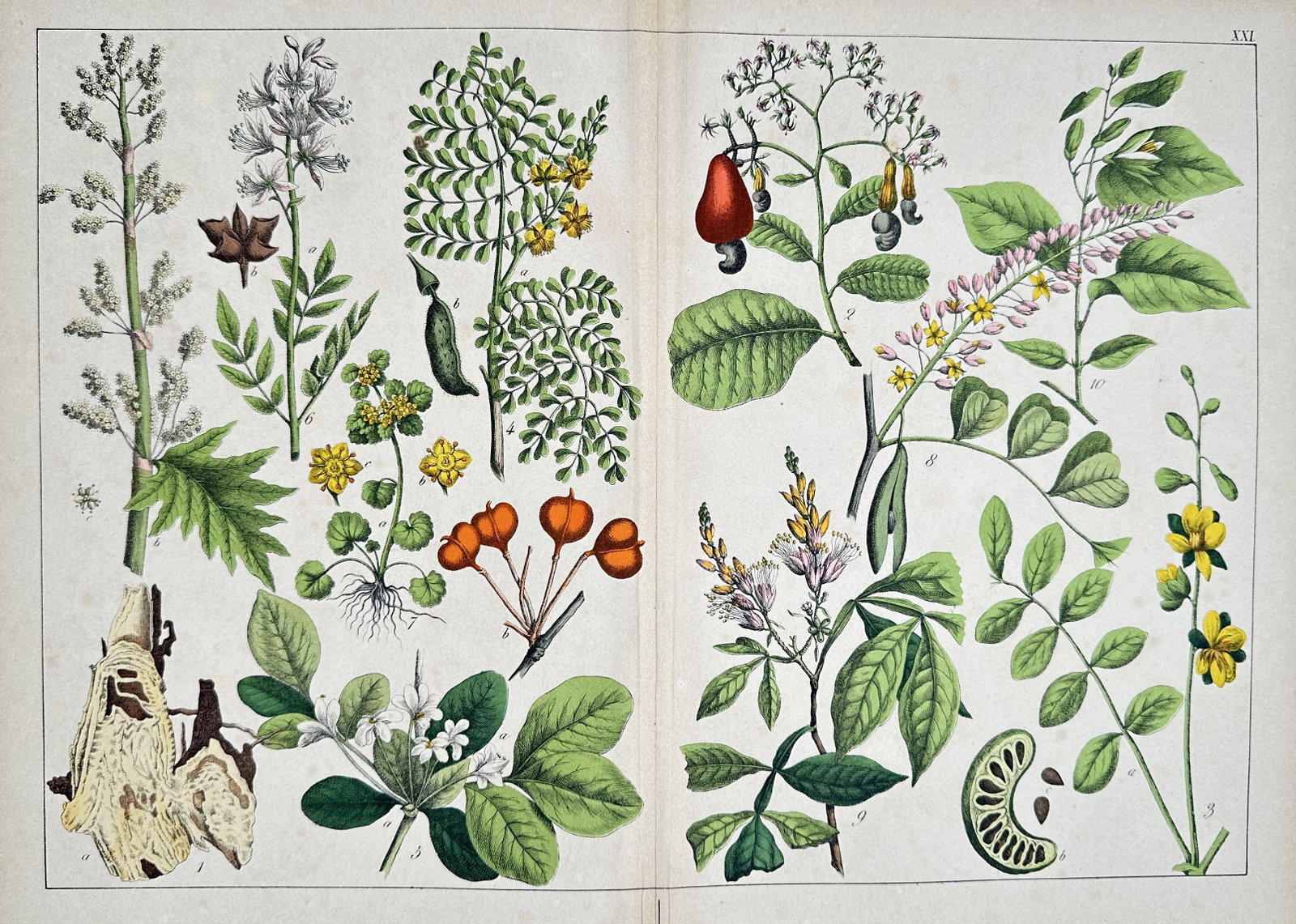 Jacob Sturm (1771–1847) – Anacardium, Cassia, and other Medicinal/Exotic Plants – Lithograph: This lithograph is a plate of multiple botanical illustrations, primarily featuring various exotic and flowering plants. The illustrations include the Cashew (Anacardium occidentale, showing the disti