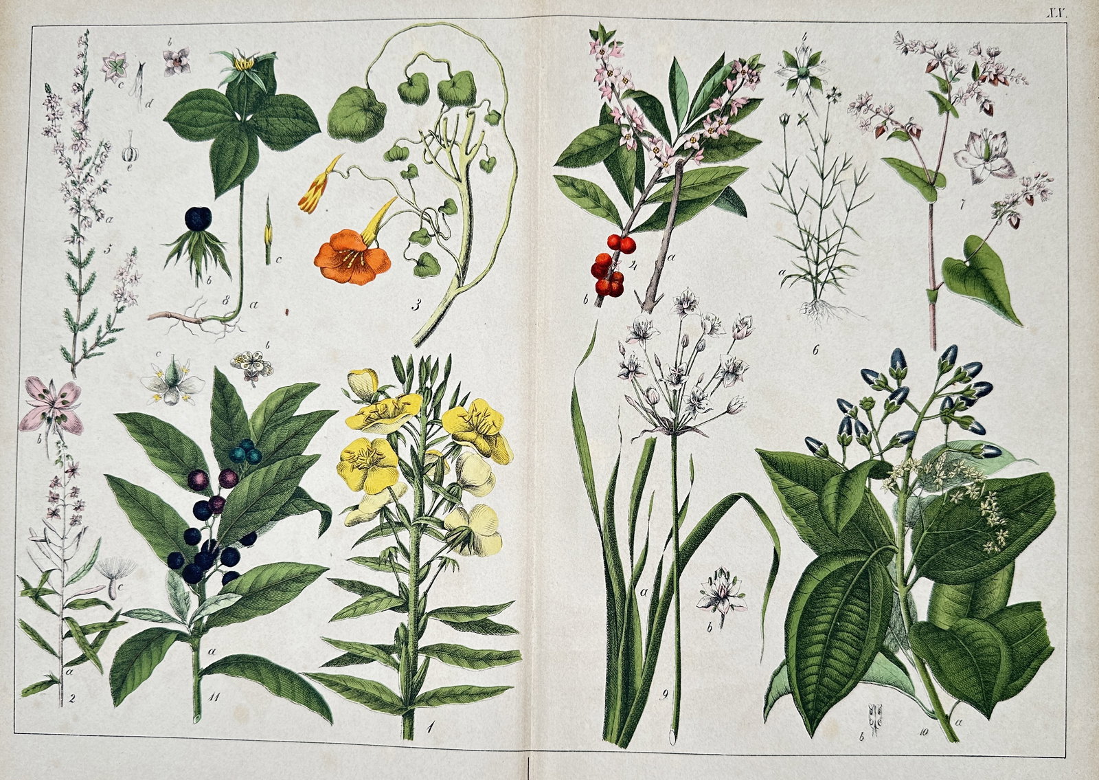 Jacob Sturm (1771–1847) – Tropaeolum, Lysimachia, Menyanthes, and others – Lithograph (1872): This lithograph is a plate of multiple botanical illustrations, primarily featuring various flowering and foliage plants. The illustrations include Tropaeolum (Nasturtium, with its distinctive orange 