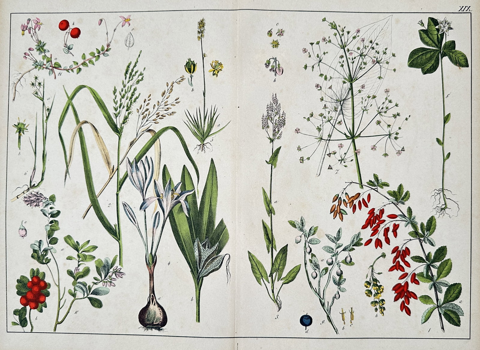 Jacob Sturm (1771–1847) – Crocus, Polygonum, Vaccinium, and others – Lithograph (1872): This lithograph is a plate of multiple botanical illustrations, primarily featuring various herbaceous plants, grasses, and low-growing shrubs. The illustrations include a large Crocus or related bulb