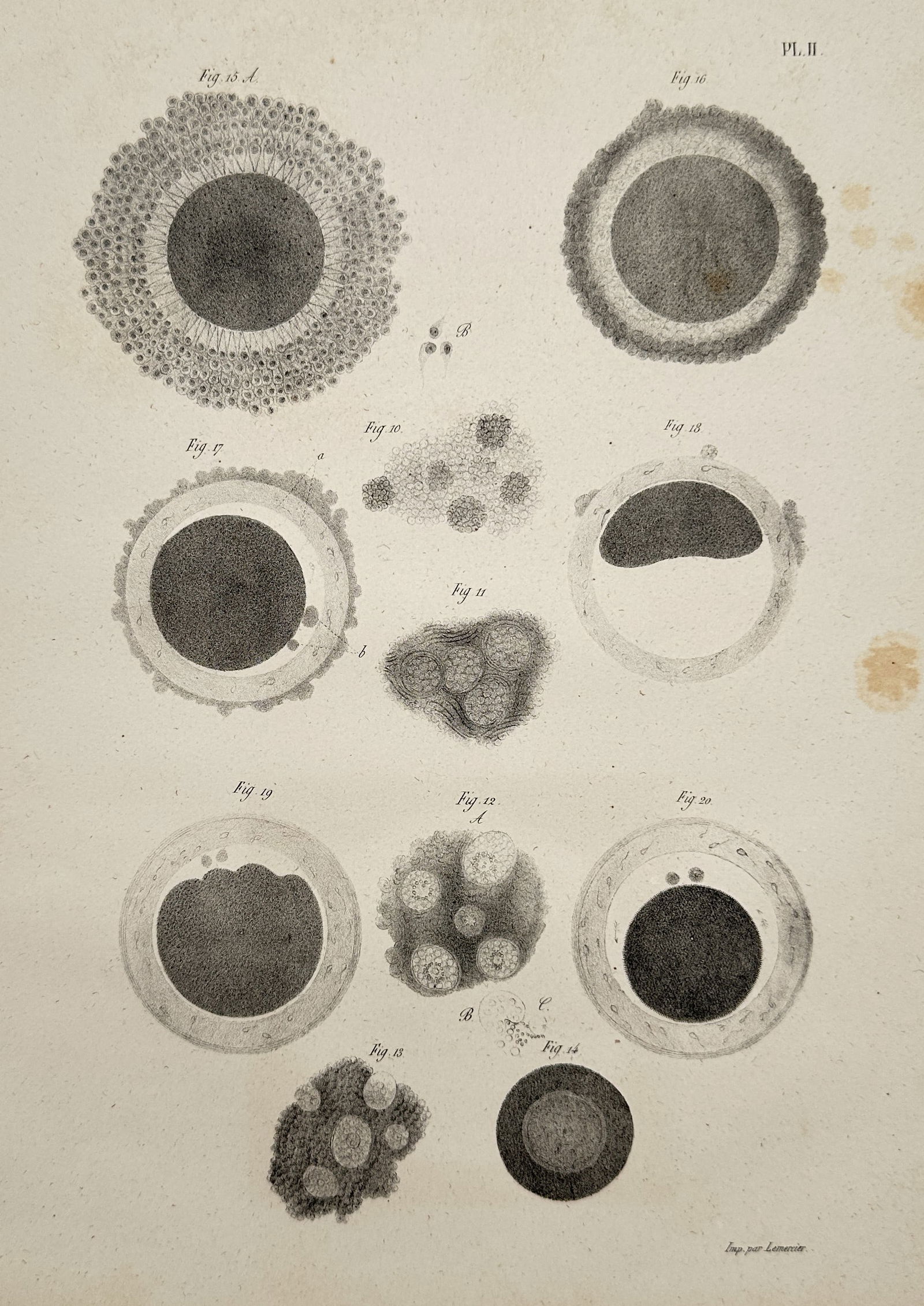 Carl Heitzmann (1836–1896) – Microscopic Illustrations of Cellular Morphology, Plate II (1 of 2)