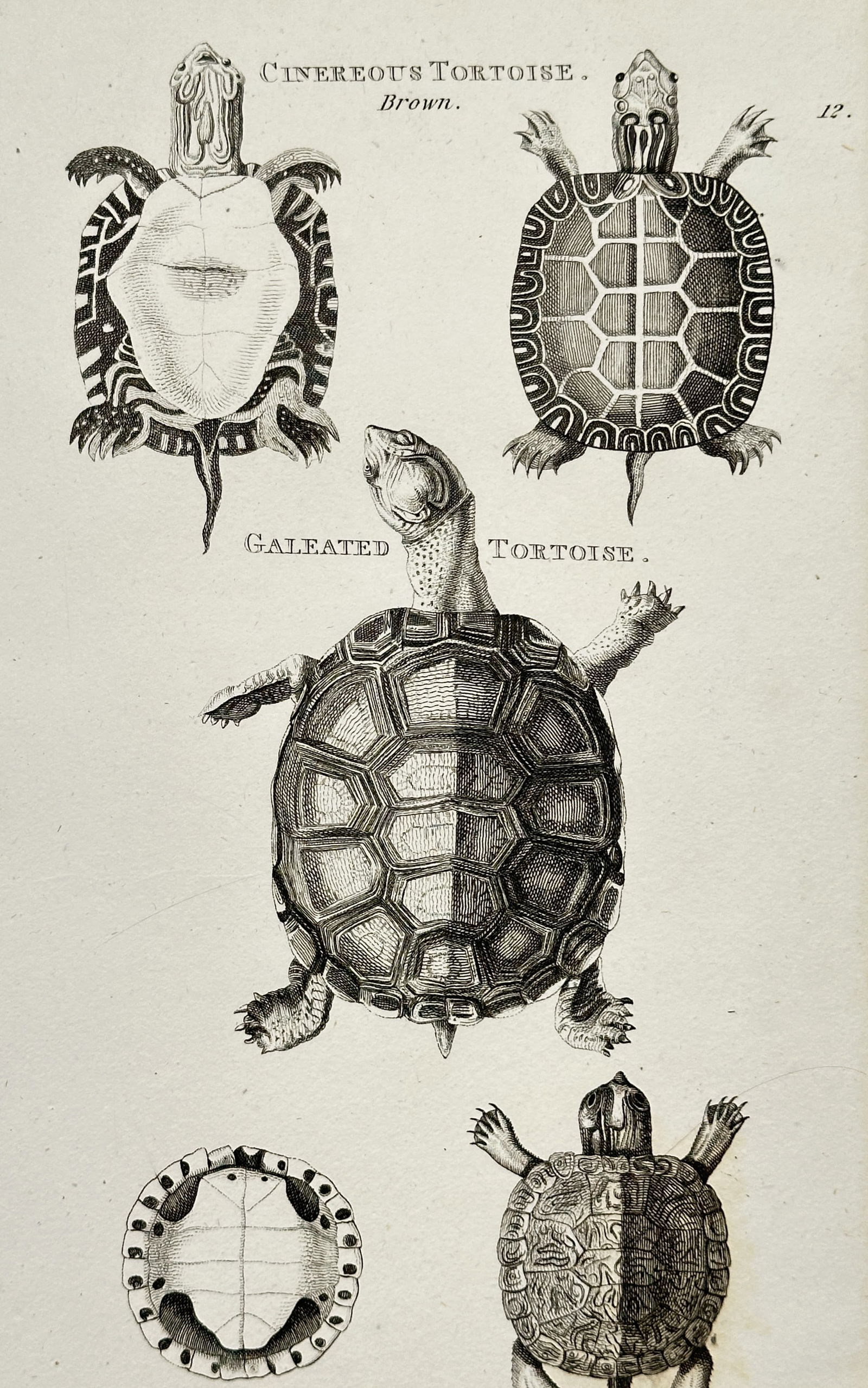 George Shaw (1751–1813) – Cinereous and Galeated Tortoises – Engraving (c. 1800) (1 of 2)