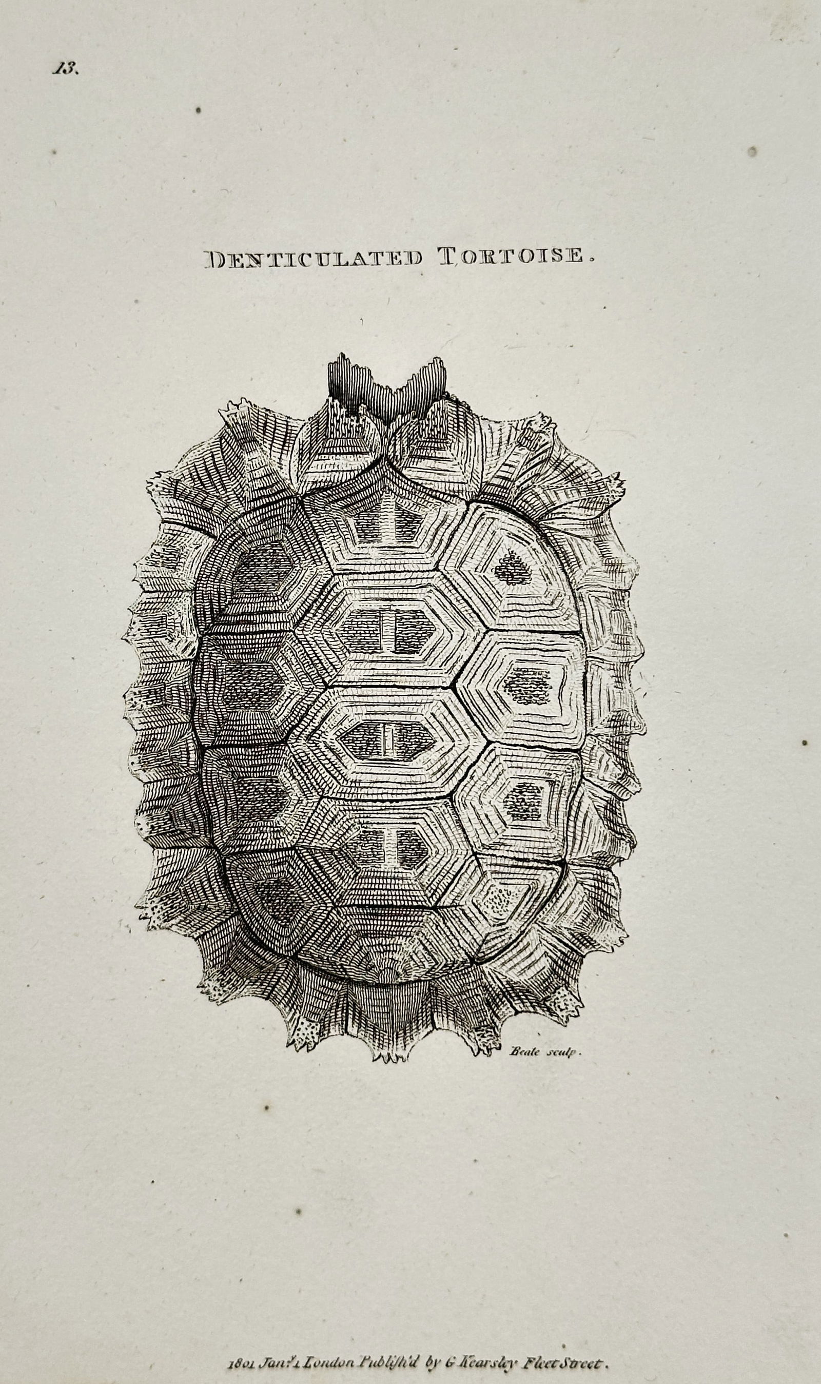 George Shaw (1751–1813) – Denticulated Tortoise – Engraving (1804) (1 of 2)