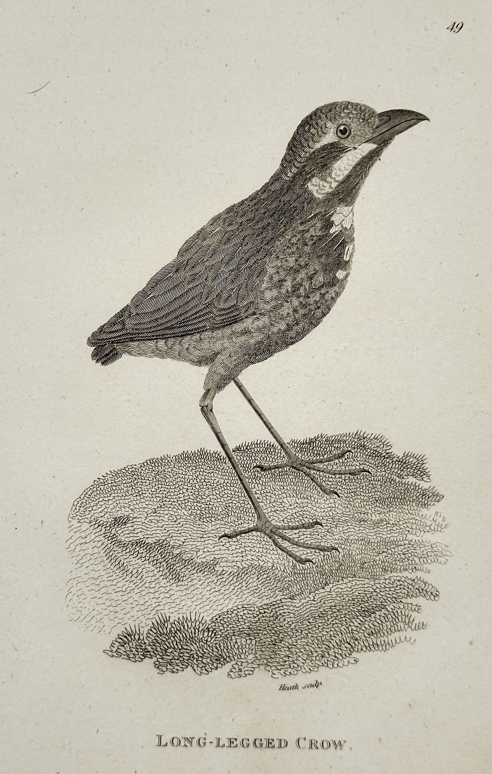 George Shaw (1751–1813) – Long-legged Crow – Engraving (c. 1800): This engraving illustrates a Long-legged Crow standing on an earthy mound, characterized by its proportionately long legs and thick beak. It was published as a plate in the systematic natural history