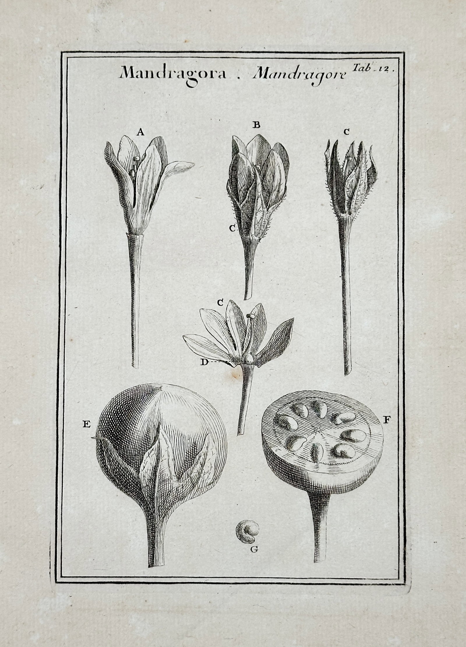 Joseph Pitton de Tournefort (1656–1708) – Mandrake – Engraving (c. 1700): This botanical engraving provides detailed studies of the Mandrake (Mandragora), illustrating various views of the flower, the developing fruit, and a cross-section of the mature seed capsule. It was 